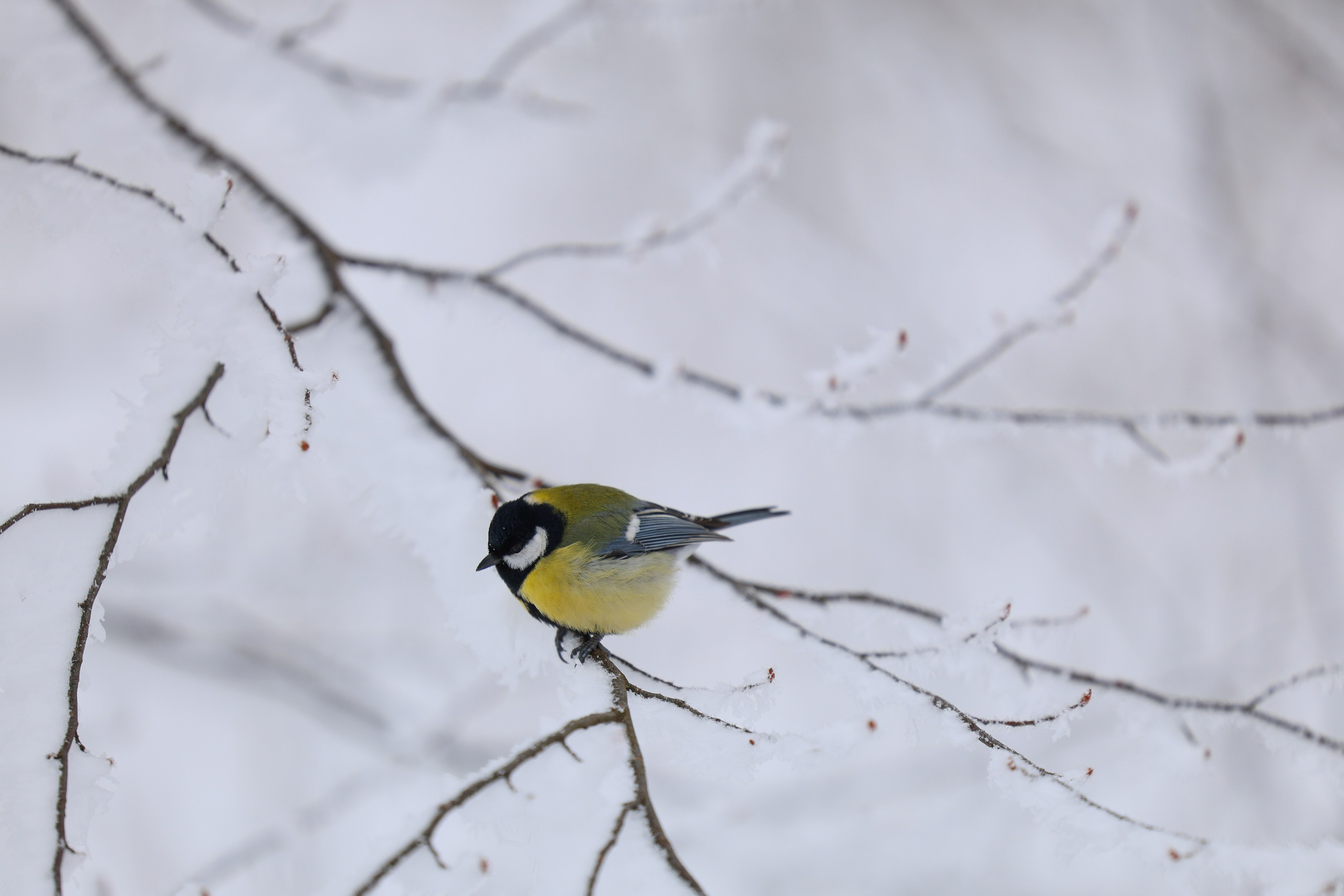 Фотограф Мария Алексеева. Мария Алексеева. Фотограф в Москве