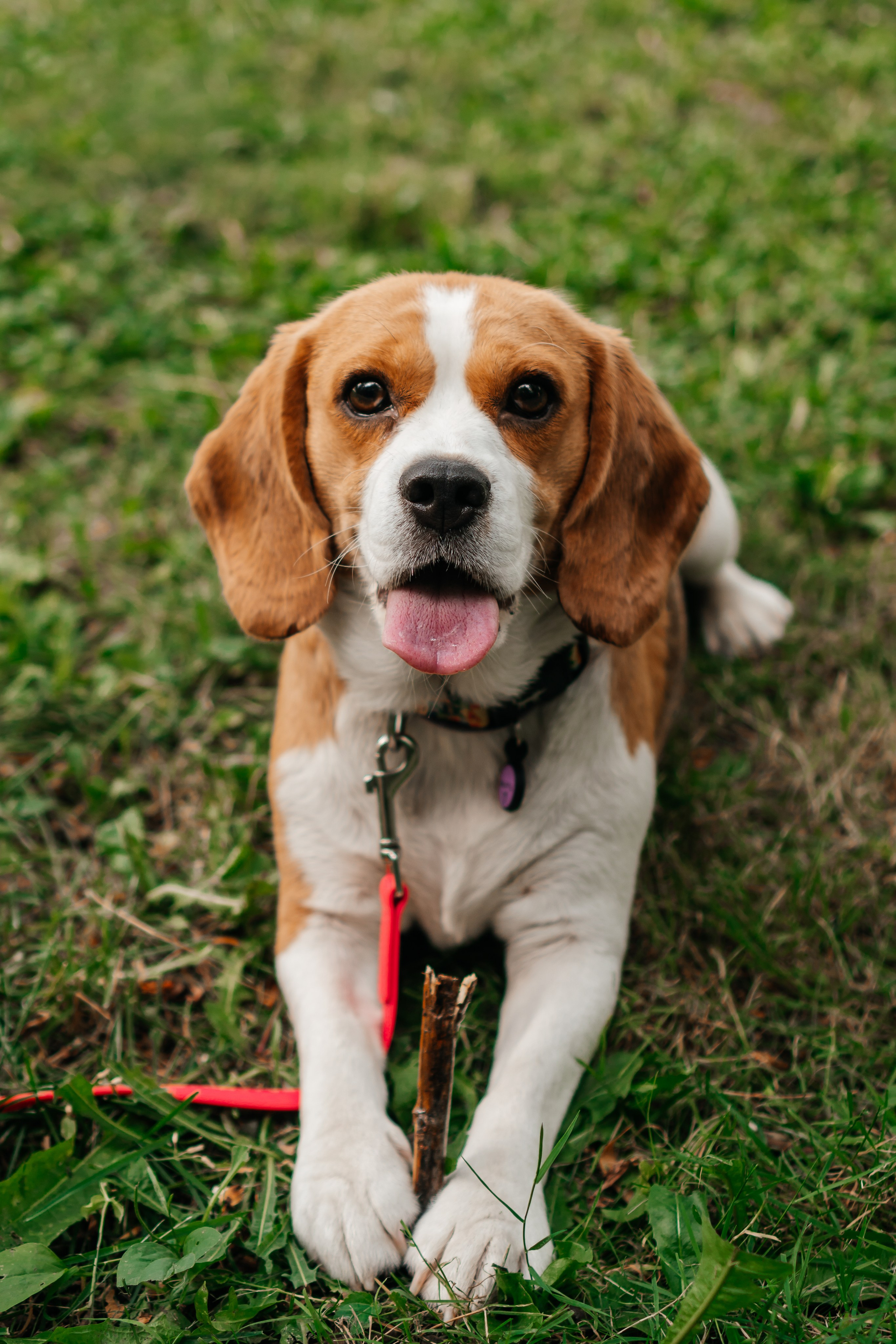 Фотосессия с домашним питомцем. Семейный фотограф в Москве Ирина Жур