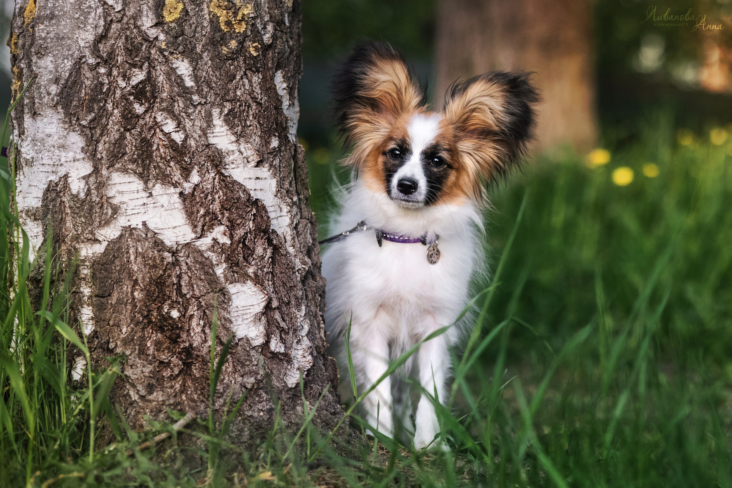 Хьюстон. Фотограф анималист Аня Ливанова | Рыбинск