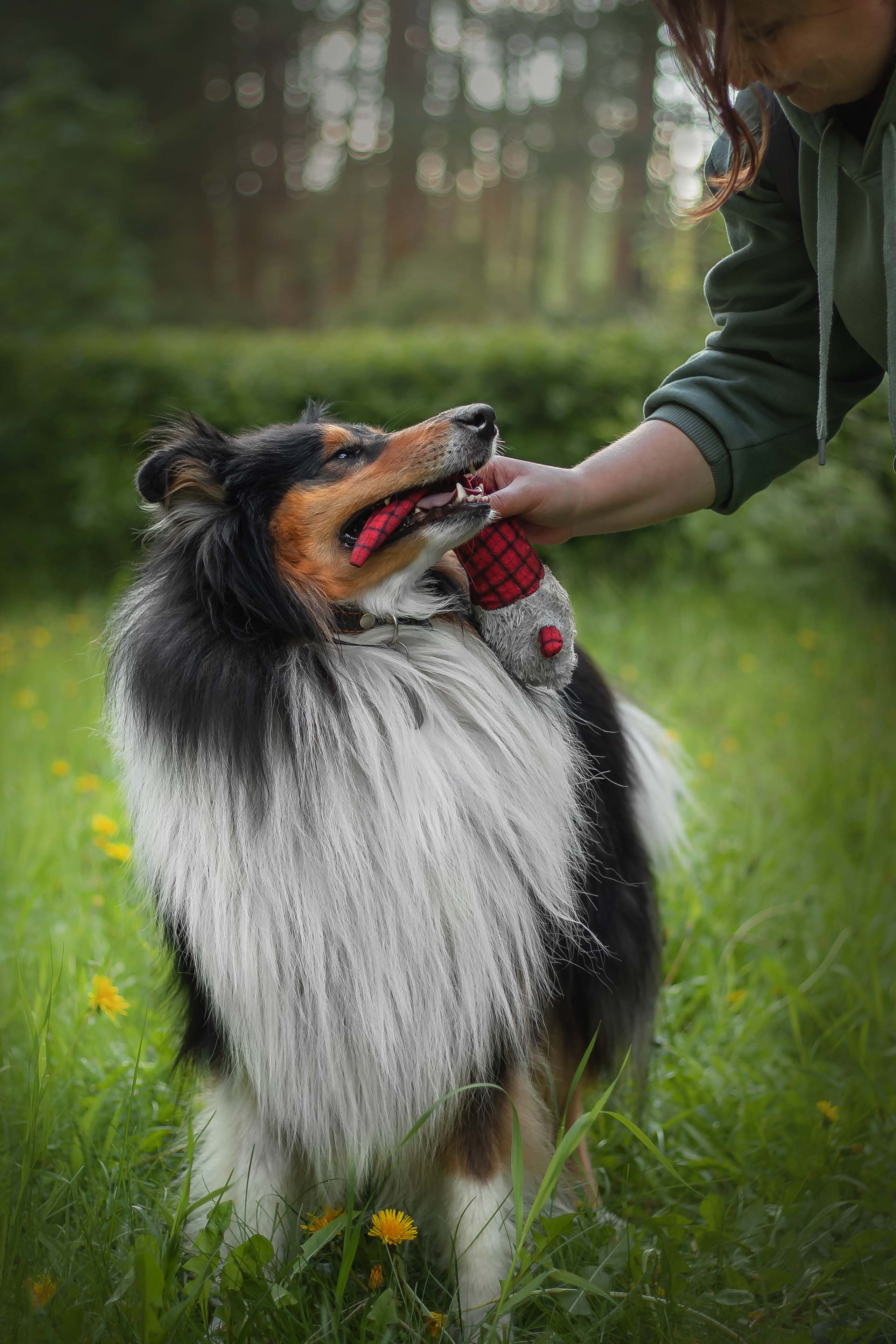 Портфолио фотографа-анималиста из Воронежа Алины Ивановой. Фотограф — анималист Алина Иванова