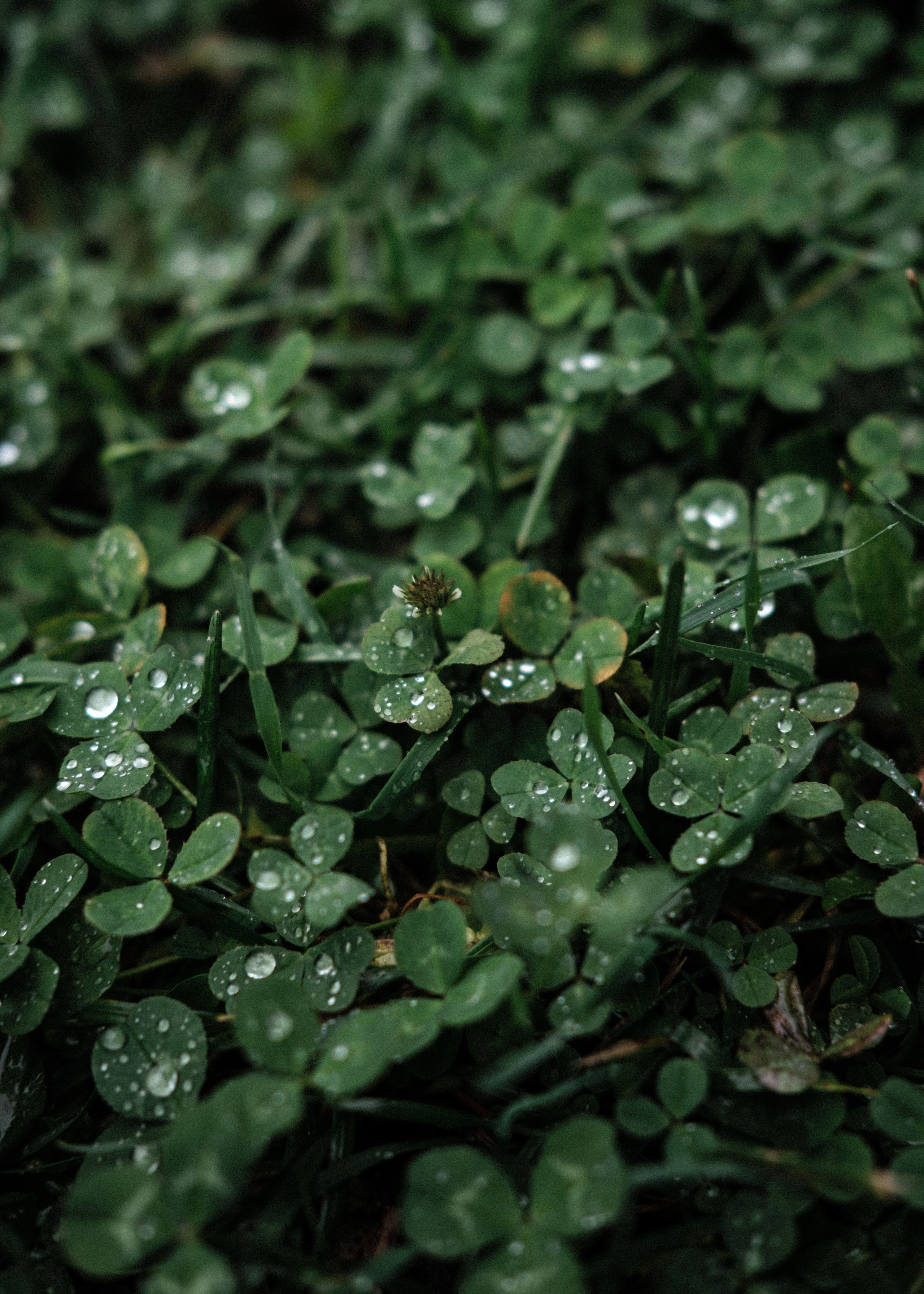 Руслан и Маша. Дина Шаткова