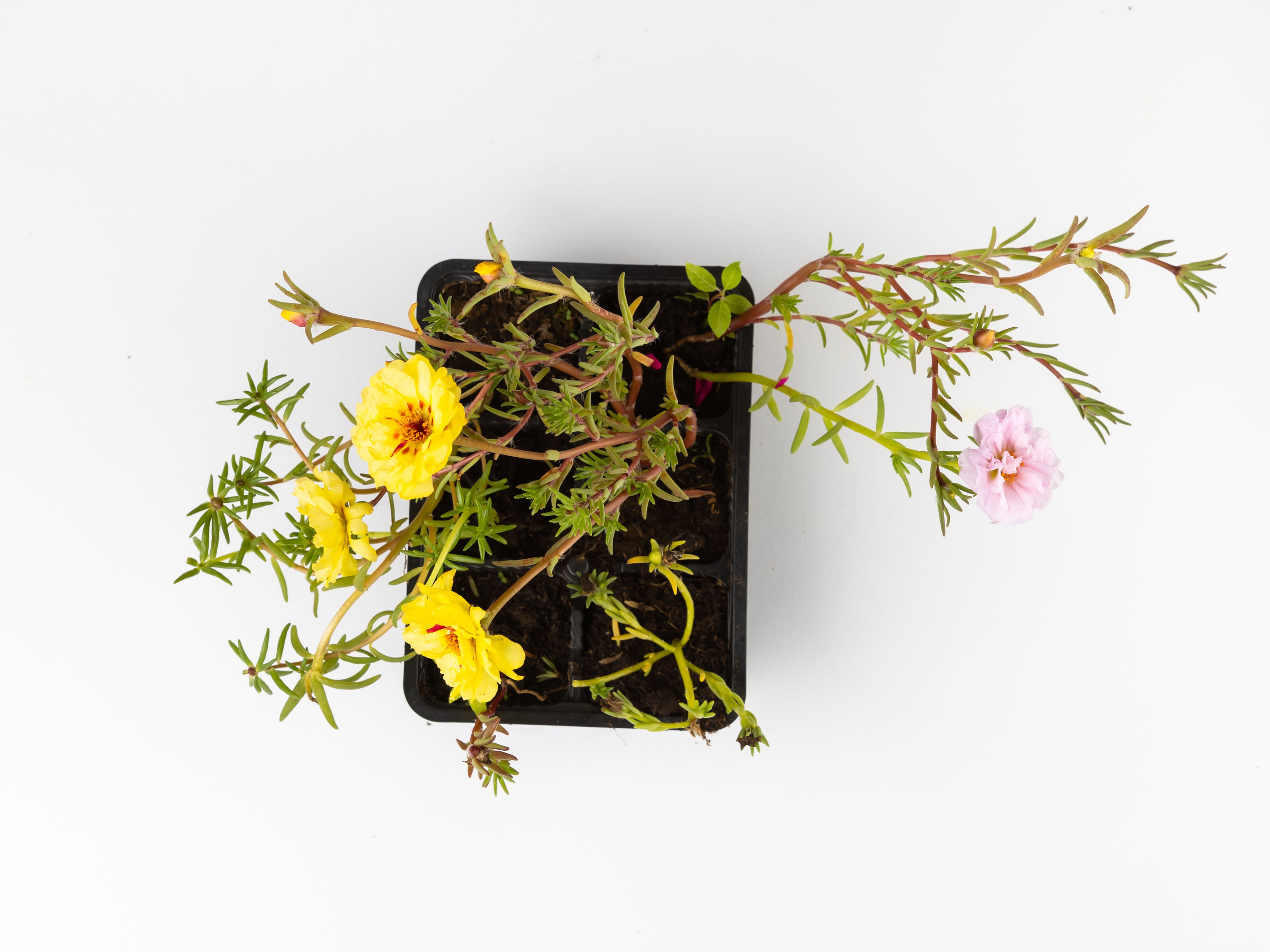 ЦВЕТЫ. ФОТОГРАФ ВИНОГРАДОВА ДАРЬЯ