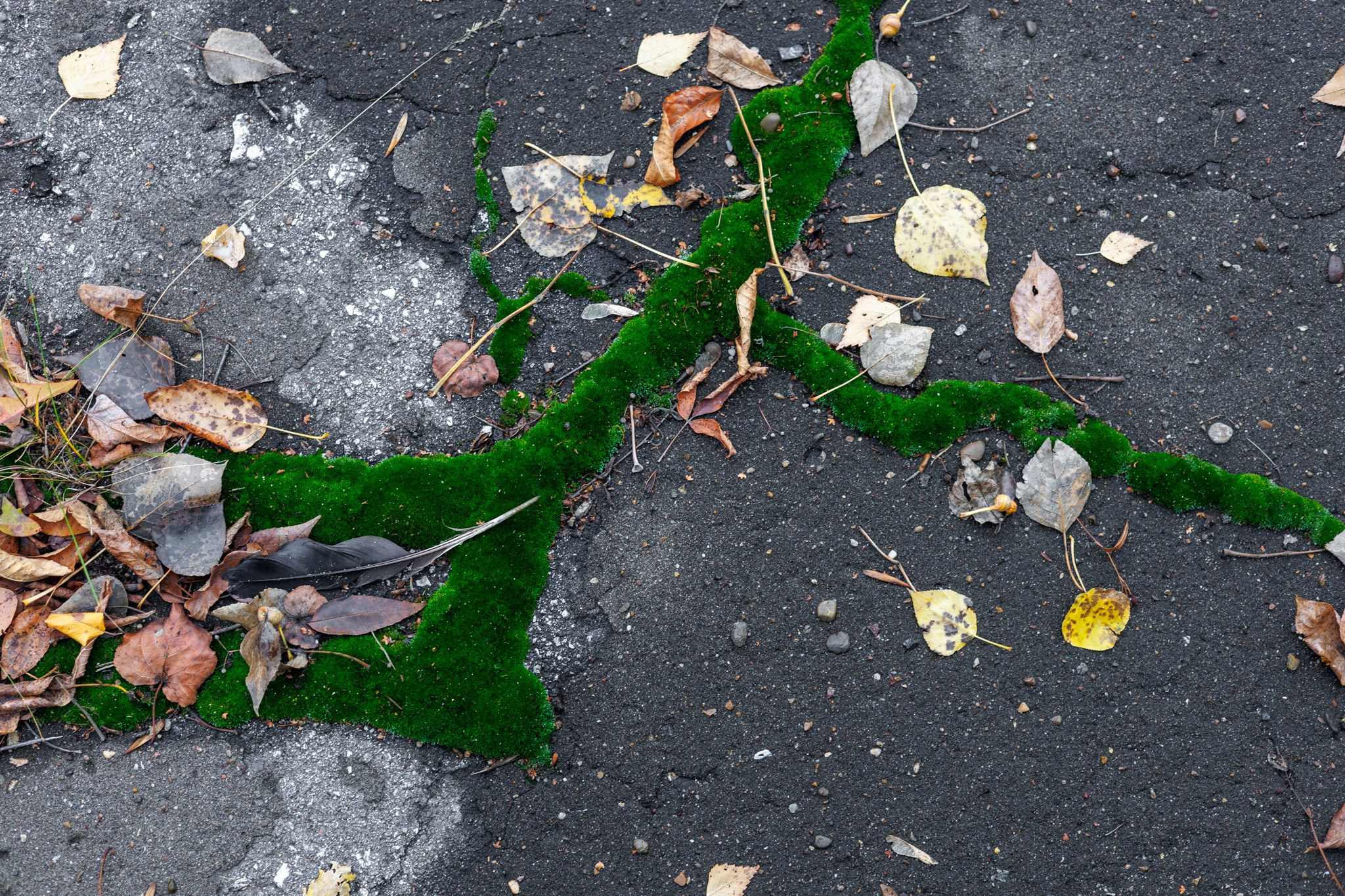 Ленинский район и городошный стадион, 26.10.25