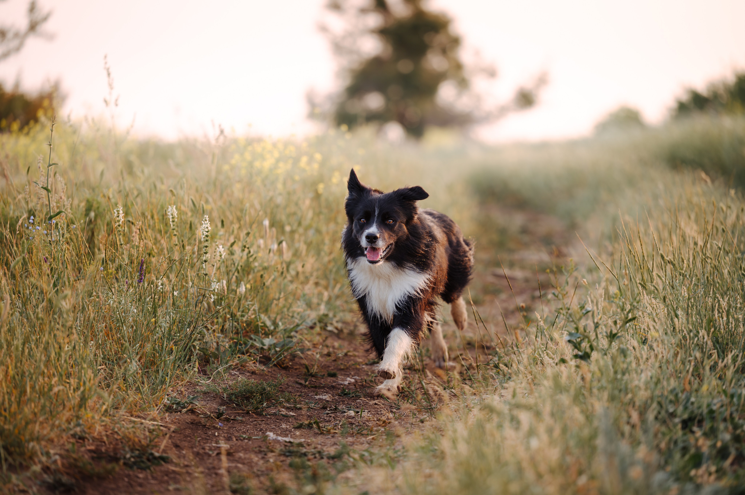 Прогулка на рассвете с бордер-колли. Фотограф в Ростове —на — Дону