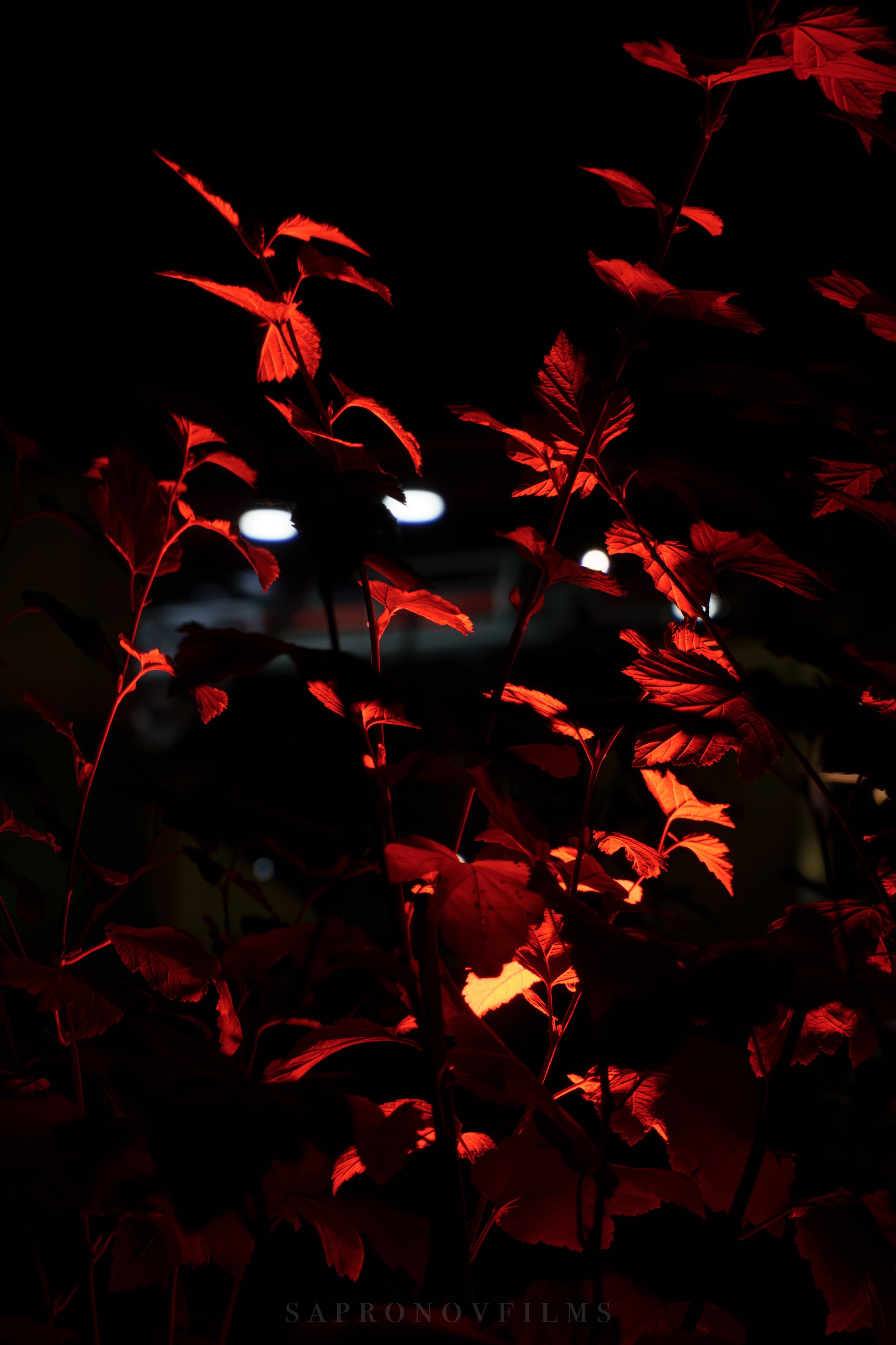 NATURE. SAPRONOVFILMS