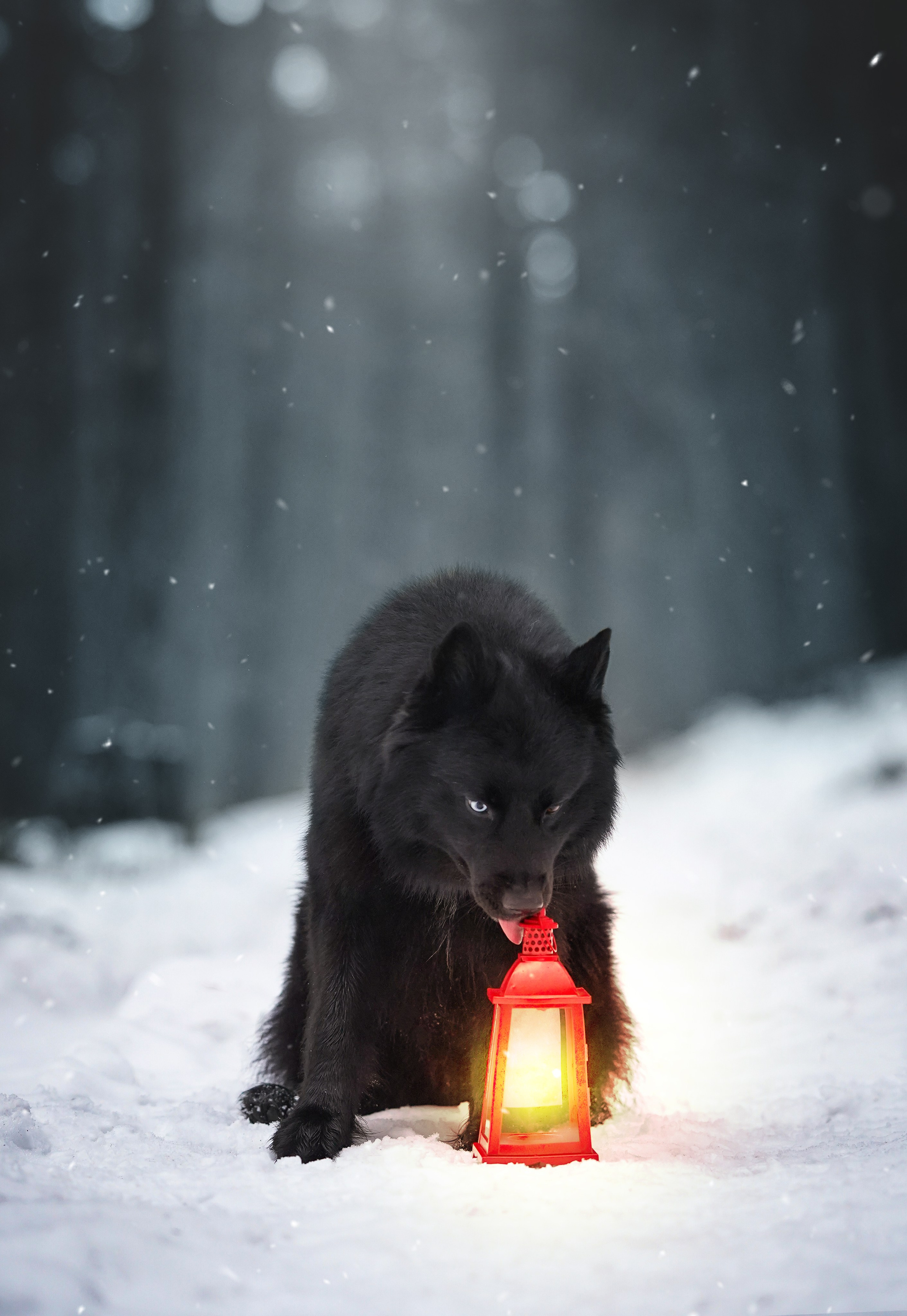 Лора Джанго и Хэппи. Фотограф-анималист в Санкт-Петербурге Яна Мартынова