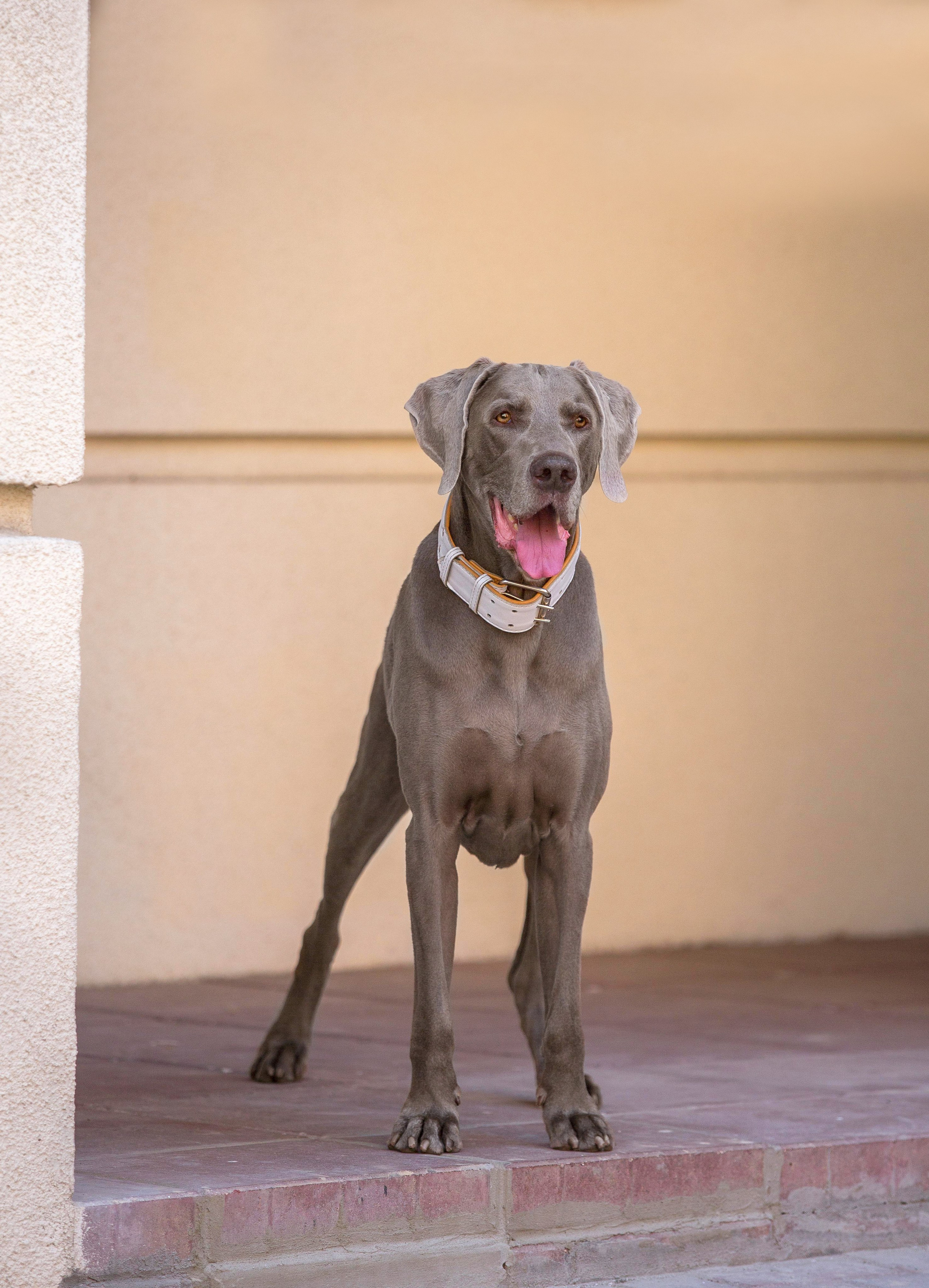 Евгения и Данте. Https://moshkovaphoto.ru/