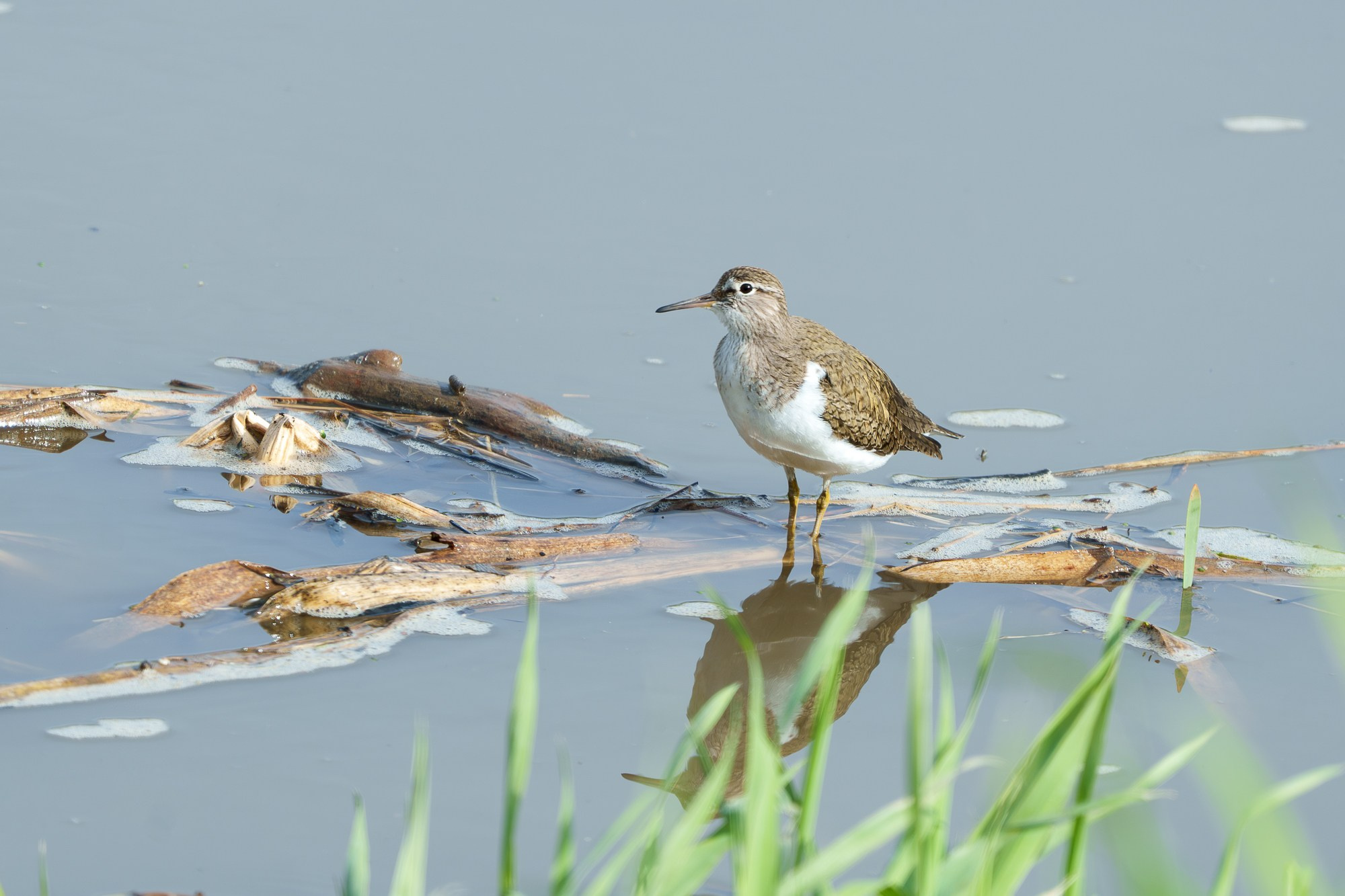 Удивительные мир птиц. Вокруг нас столько прекрасного — присмотритесь!. Ваш личный фотограф Марина Волкова