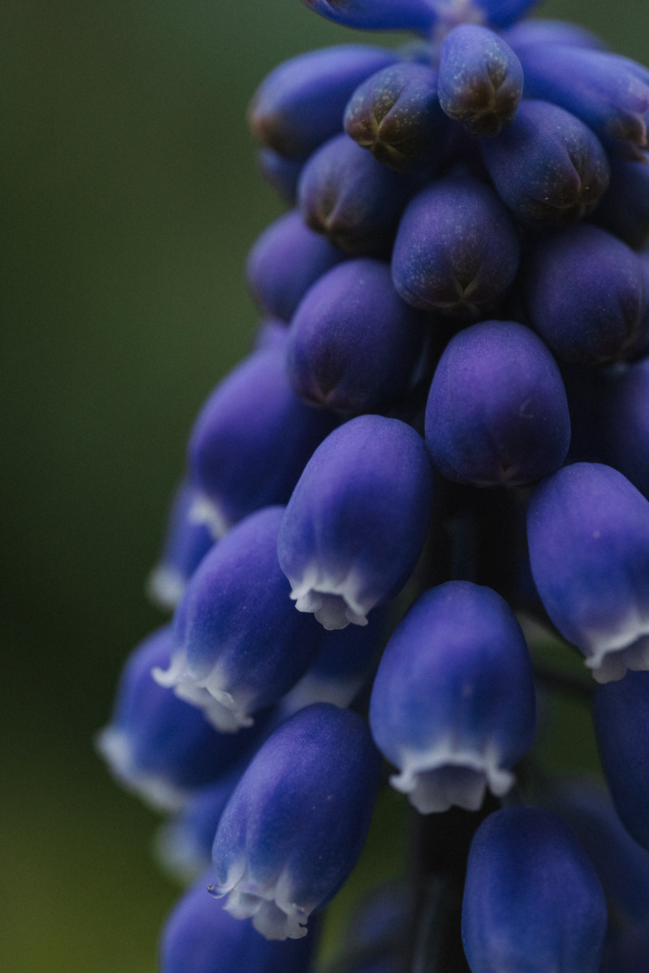 Macro. Фотограф на Юге России