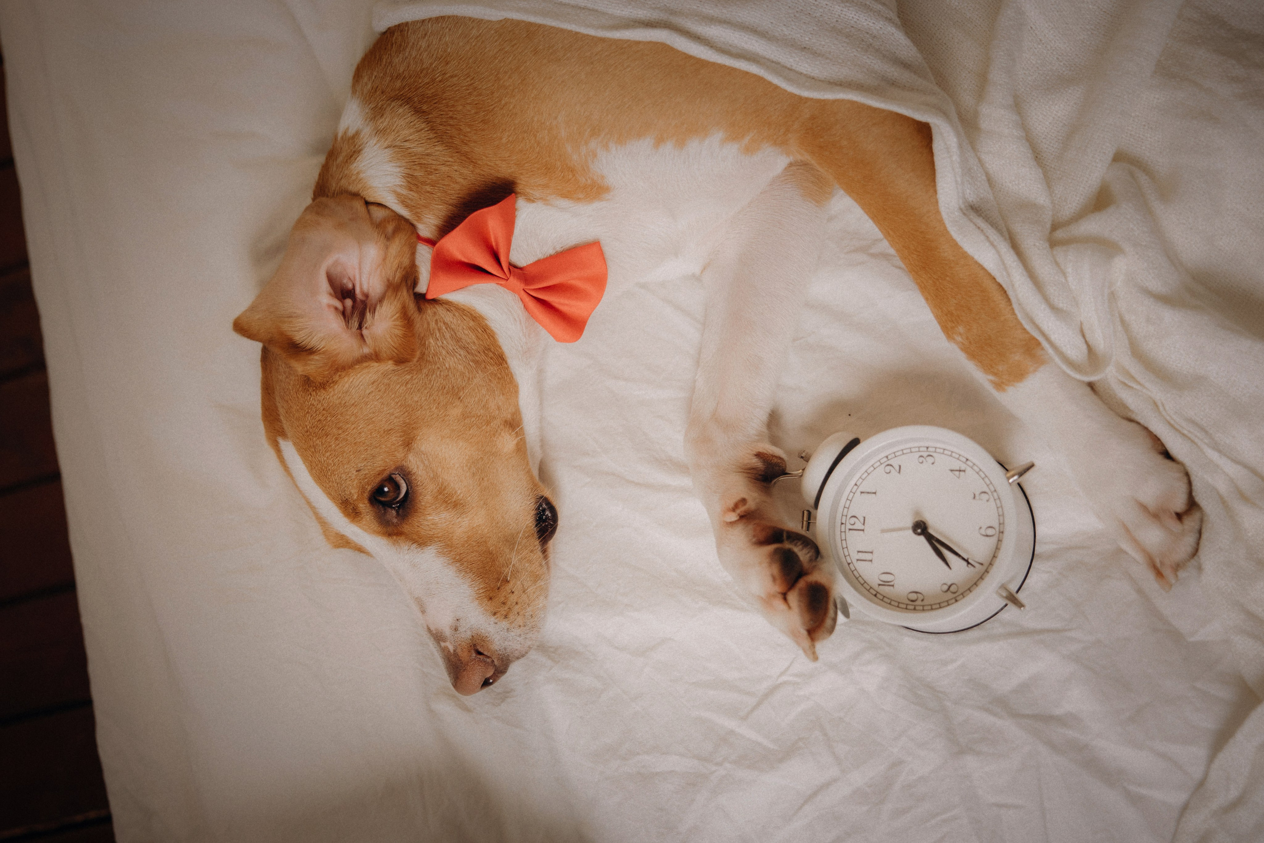 История любви. Фотограф анималист в Казани Алина Сулейманова. Фотограф животных