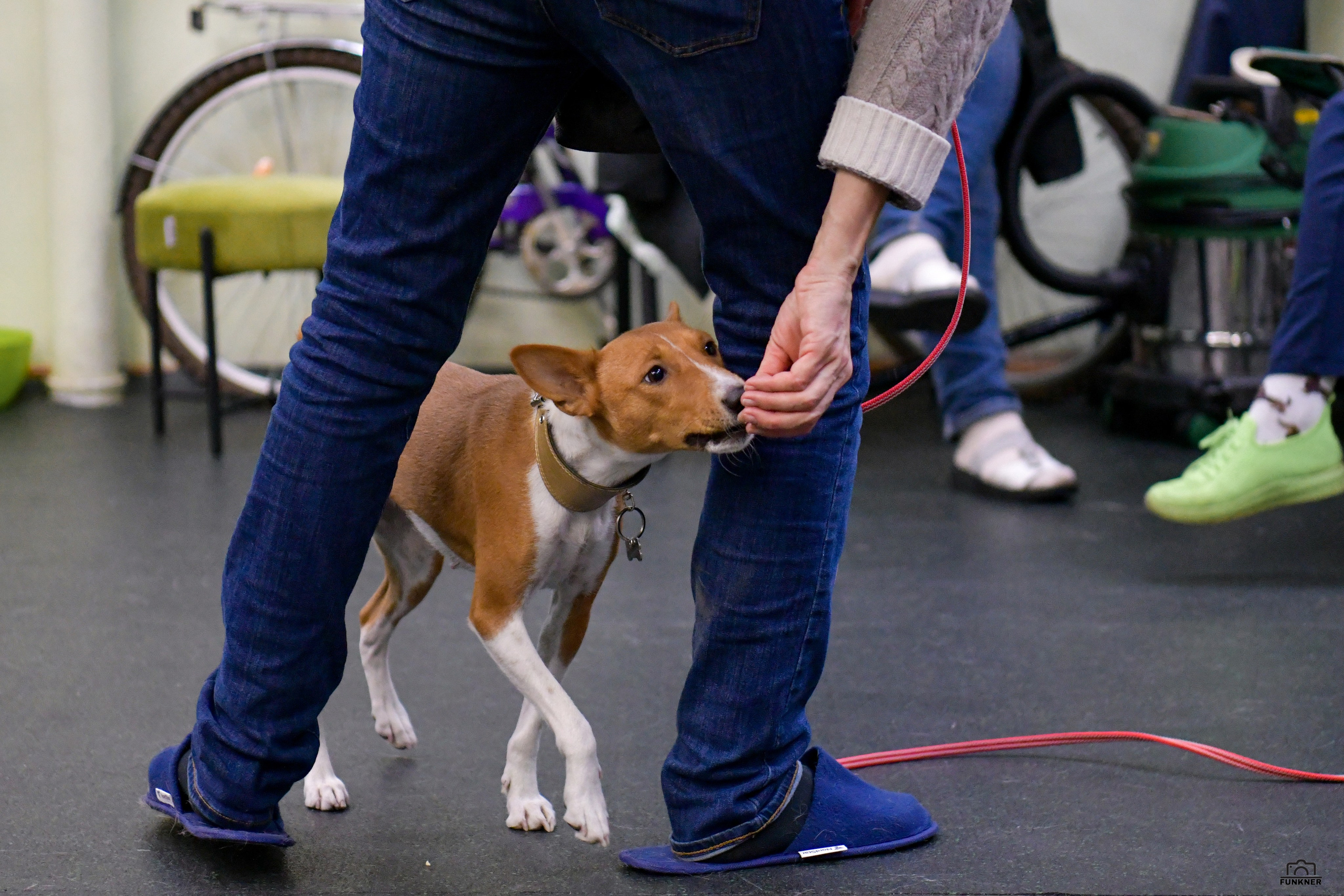 Кинологический клуб «Бодрый хвост». Свой взгляд через объектив