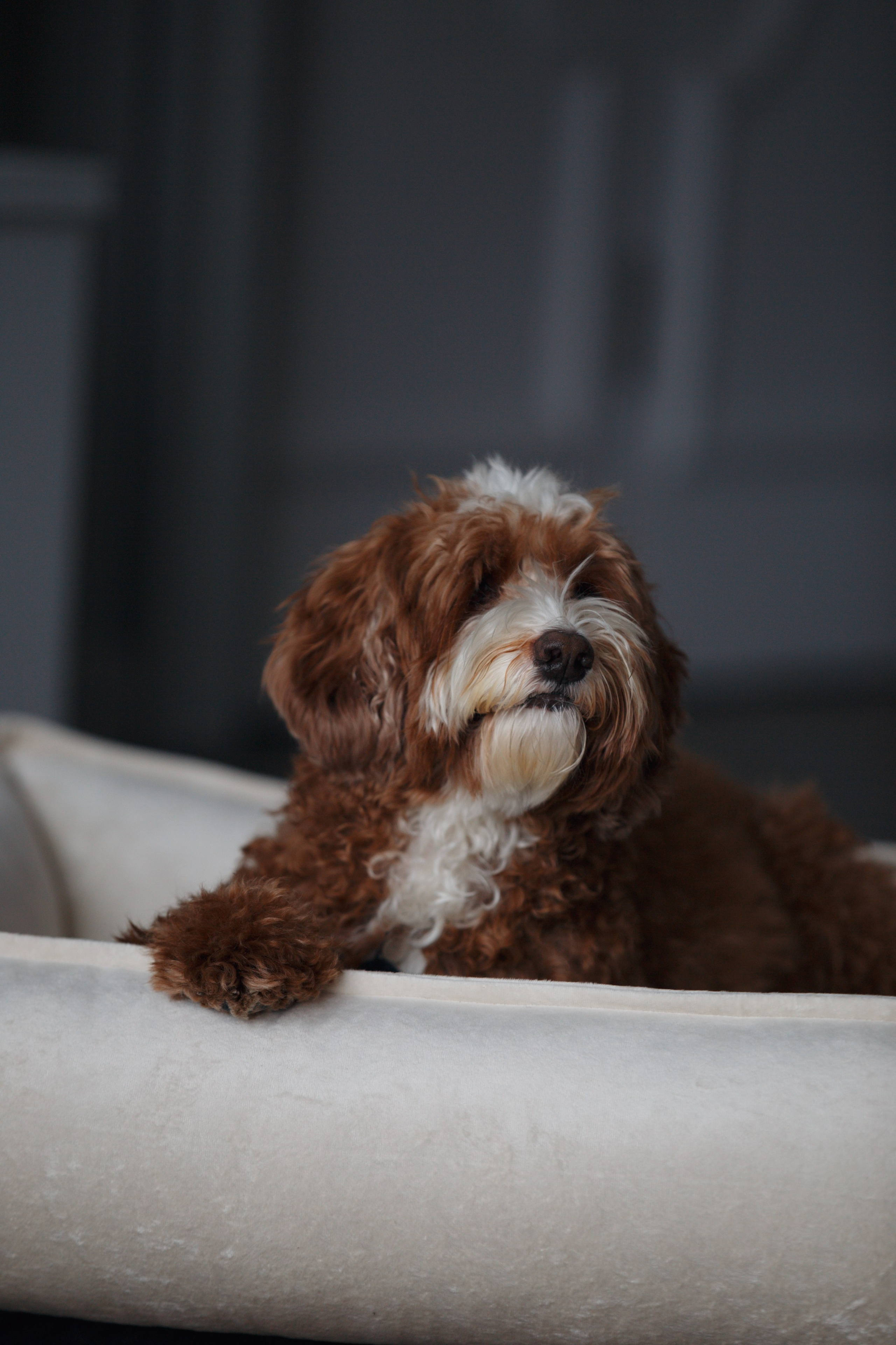 Bmbh лежанки и адресники. Фотограф анималист Кристина Карпова, Москва