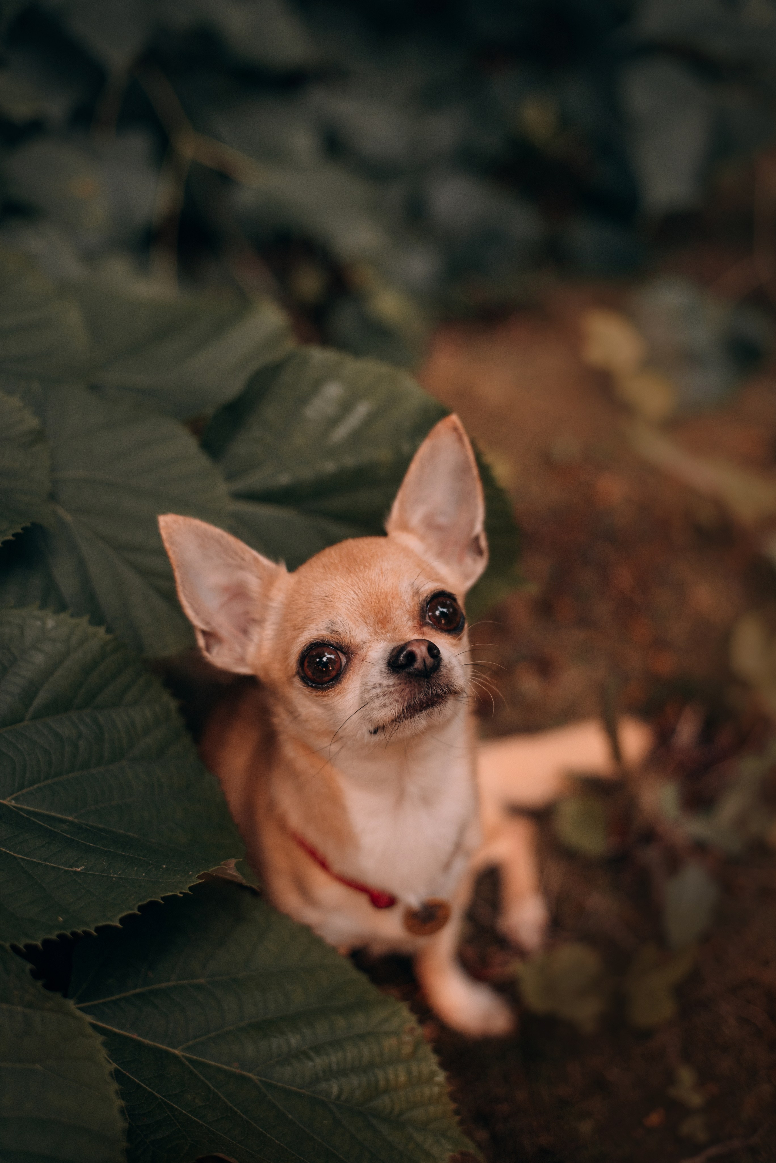 Прогулка: чихуахуа Хенни и Алина во Владивостоке. Портфолио