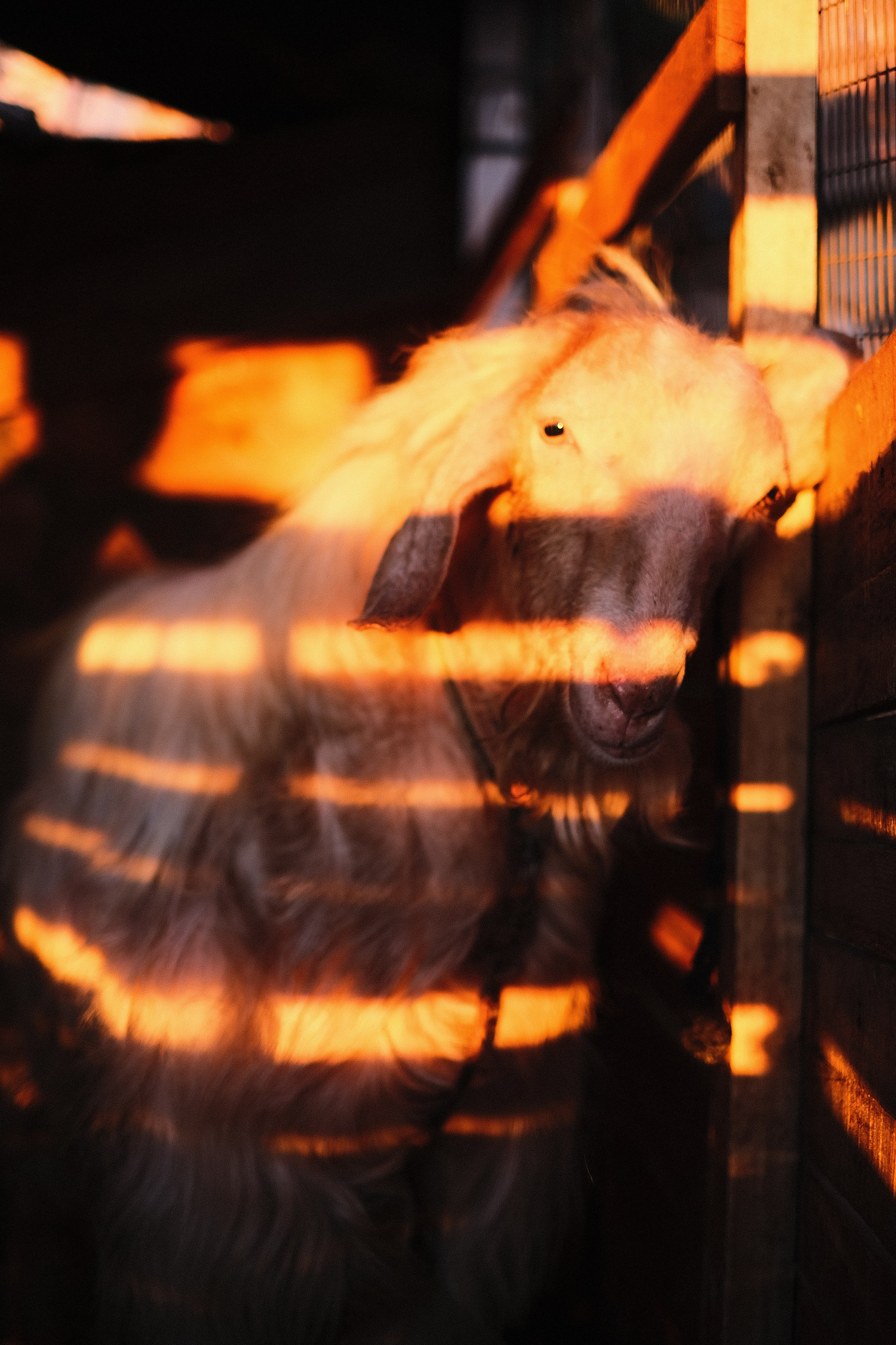 ЖИВОТНЫЕ. Misha Light ✨ Photography