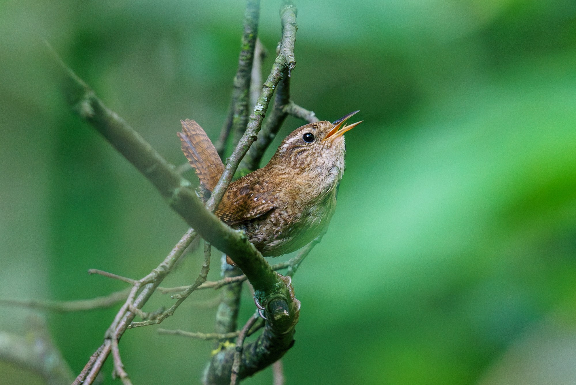 Удивительные мир птиц. Вокруг нас столько прекрасного — присмотритесь!. Ваш личный фотограф Марина Волкова