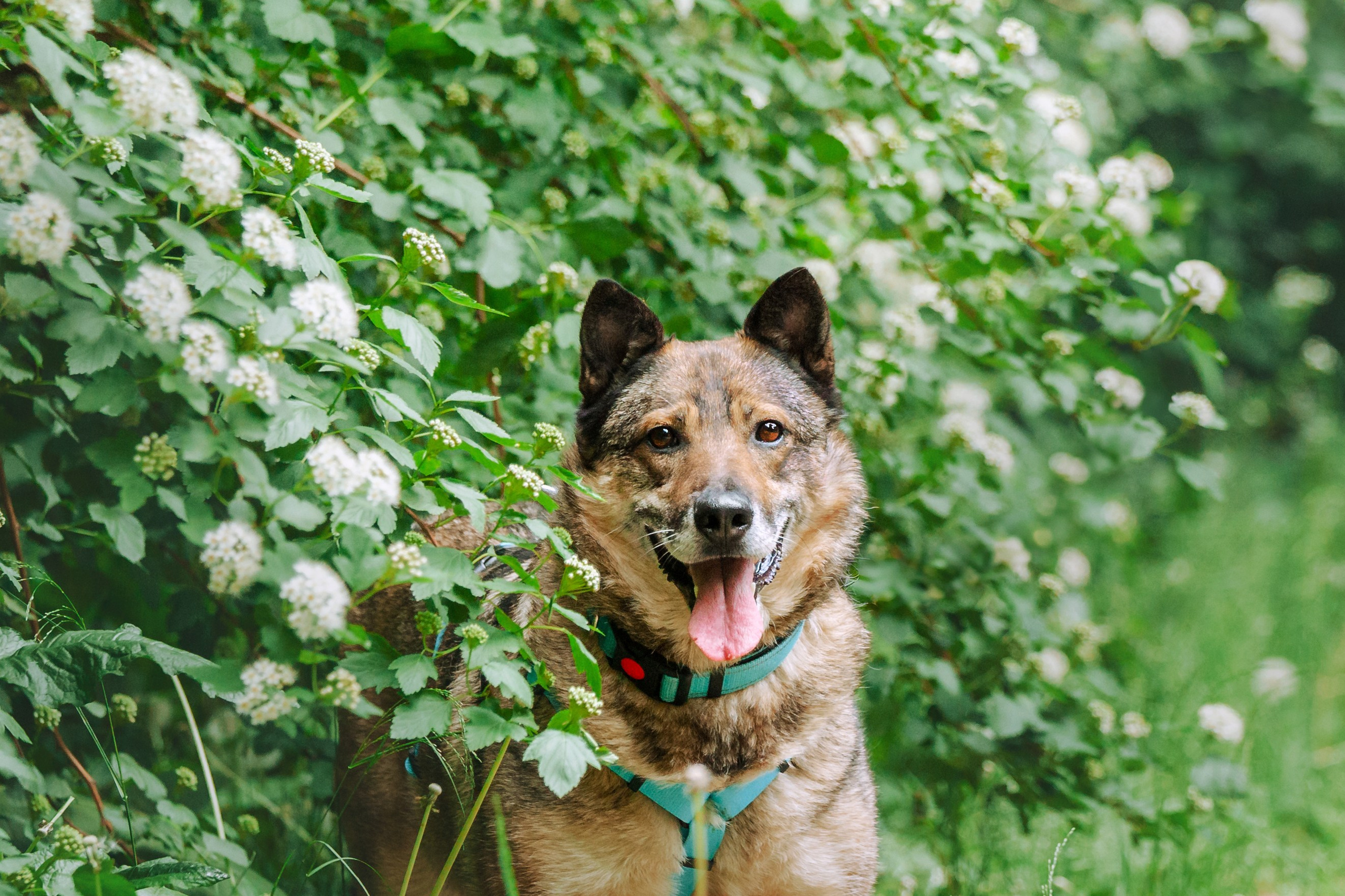 Собаки из приюта Дубовая роща лето 2025. Фотограф-анималист Татьяна Степанова
