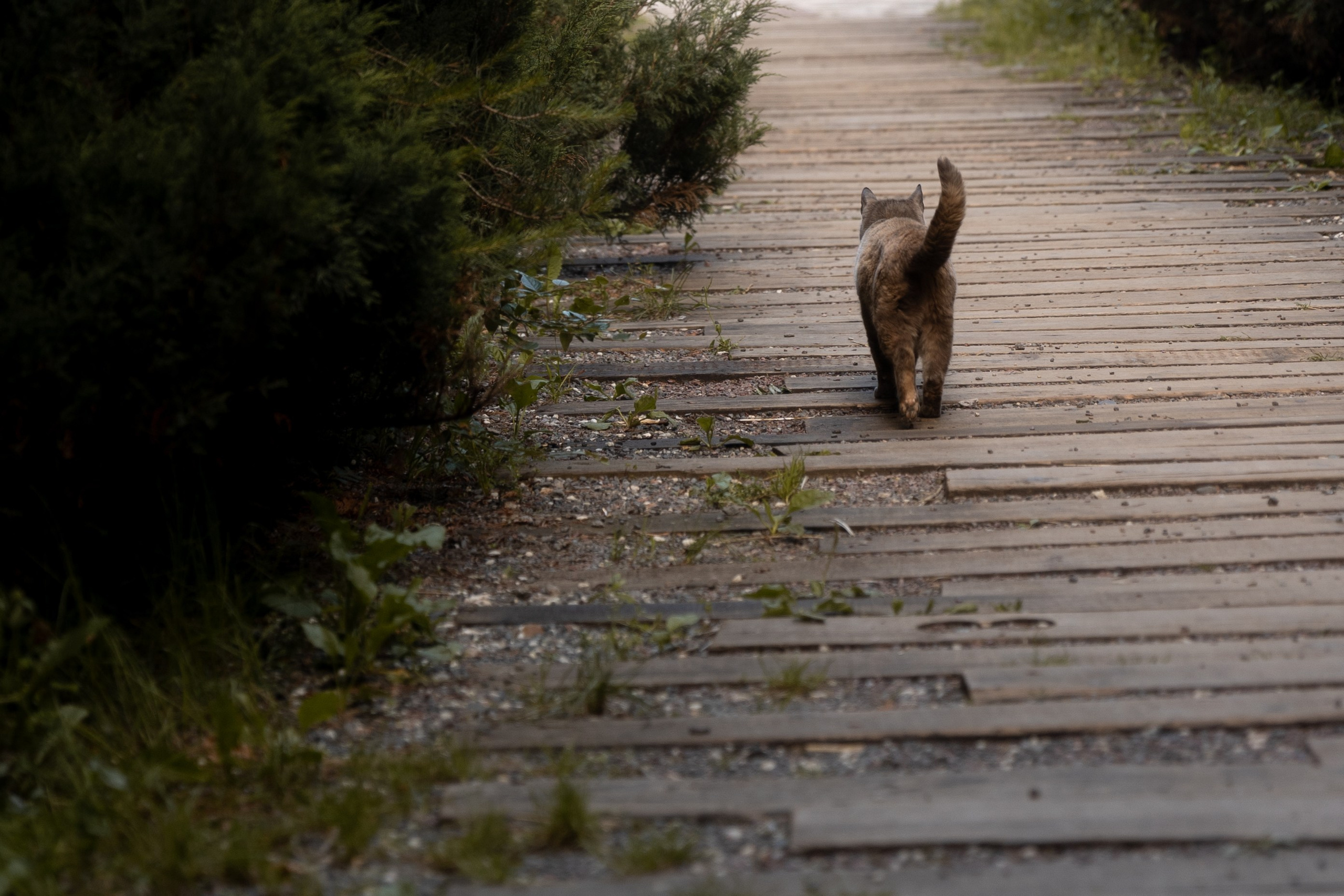 Таня и Ваня, площадка «Таёжный». Свадебный фотограф | Москва