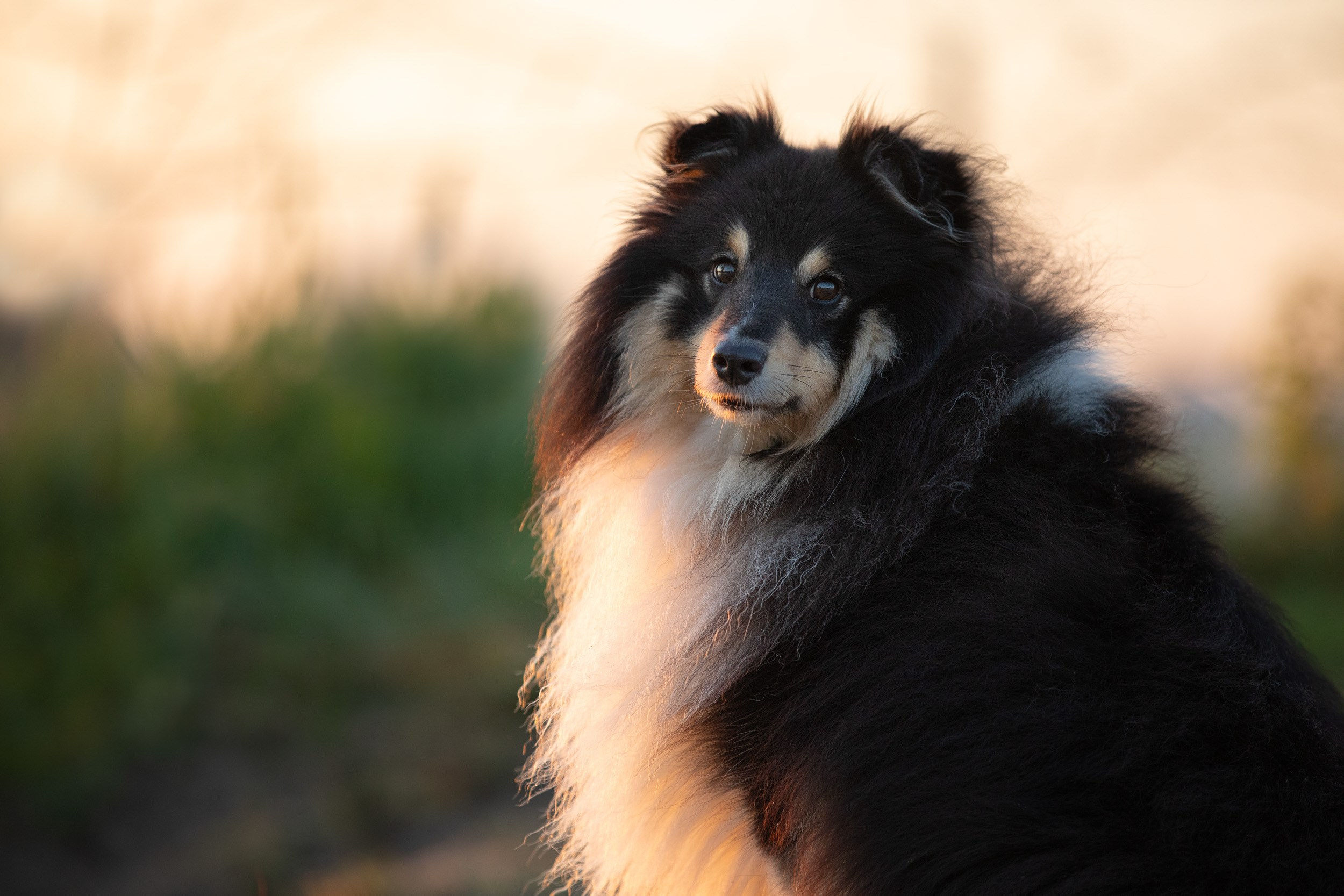 Съемка с шелти на рассвете на песчаном карьере. Фотограф-анималист в Москве и Московской области Татьяна Фролова