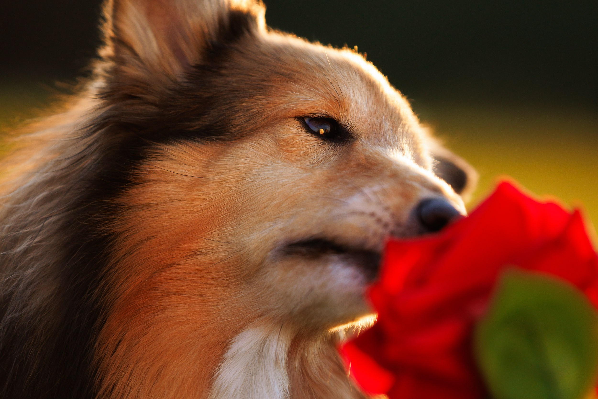 Фотосессия Маленький Принц. Фотограф-анималист в Москве и Московской области Татьяна Фролова