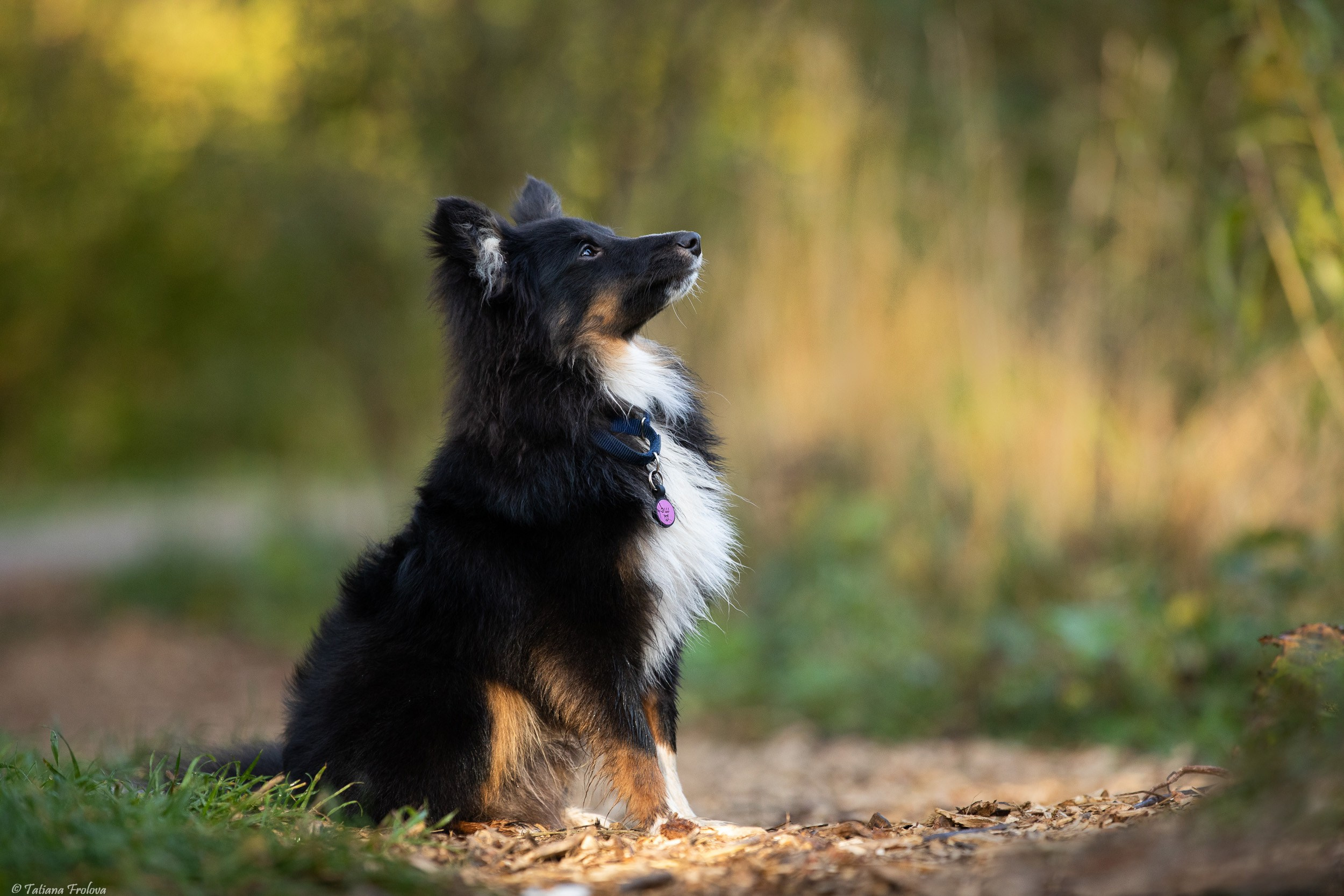 Утренняя фотопрогулка с двумя собаками по Москве. Фотограф-анималист в Москве и Московской области Татьяна Фролова