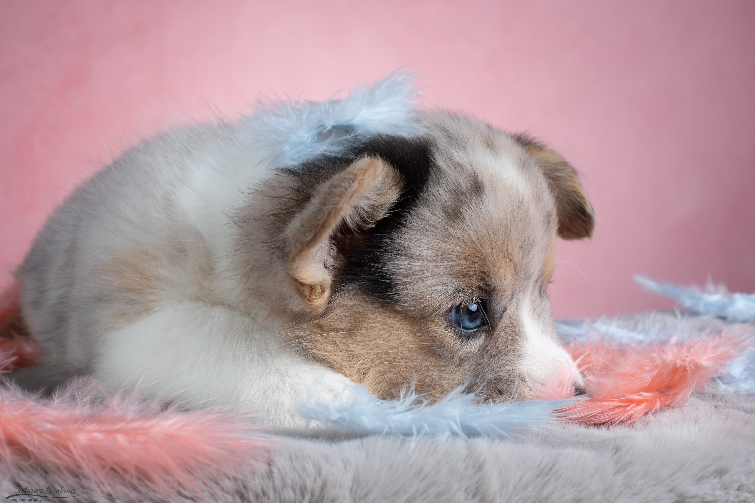 Съемка щенков на розовом фоне. Фотограф-анималист в Москве и Московской области Татьяна Фролова