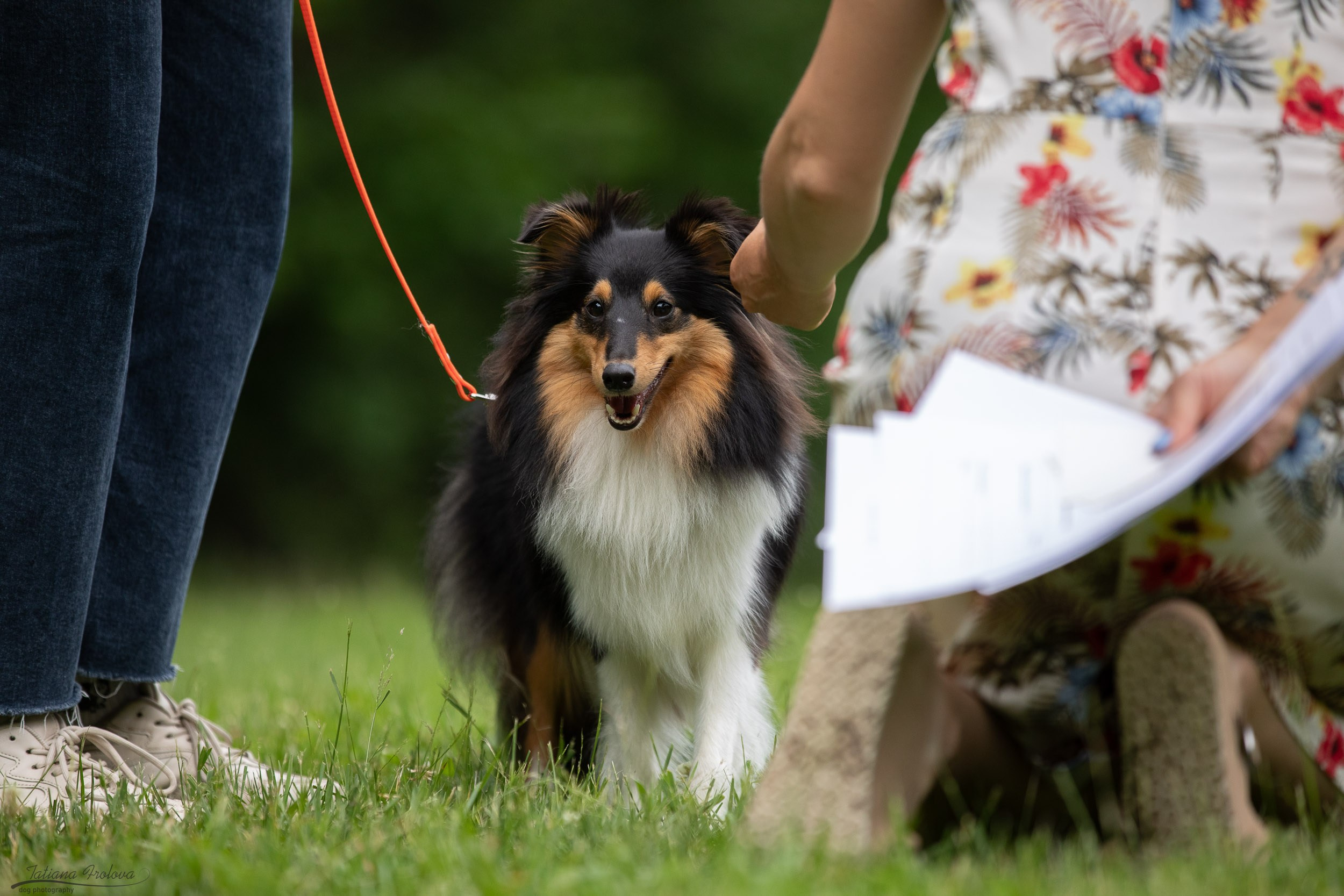Репортаж с выводки молодняка колли/шелти в Ясенево. Фотограф-анималист в Москве и Московской области Татьяна Фролова