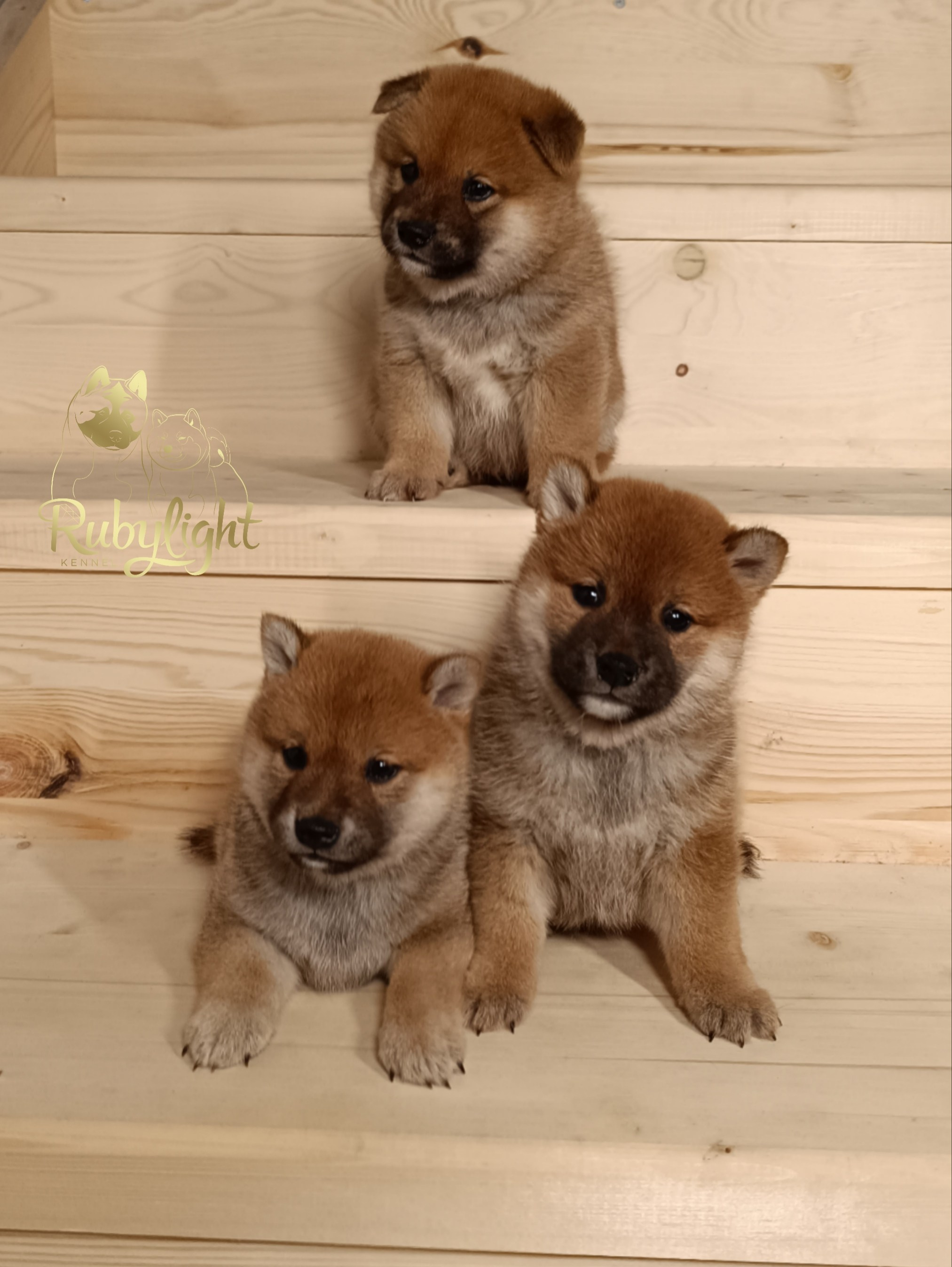 Сиба Помёт Е питомник Рубилайт