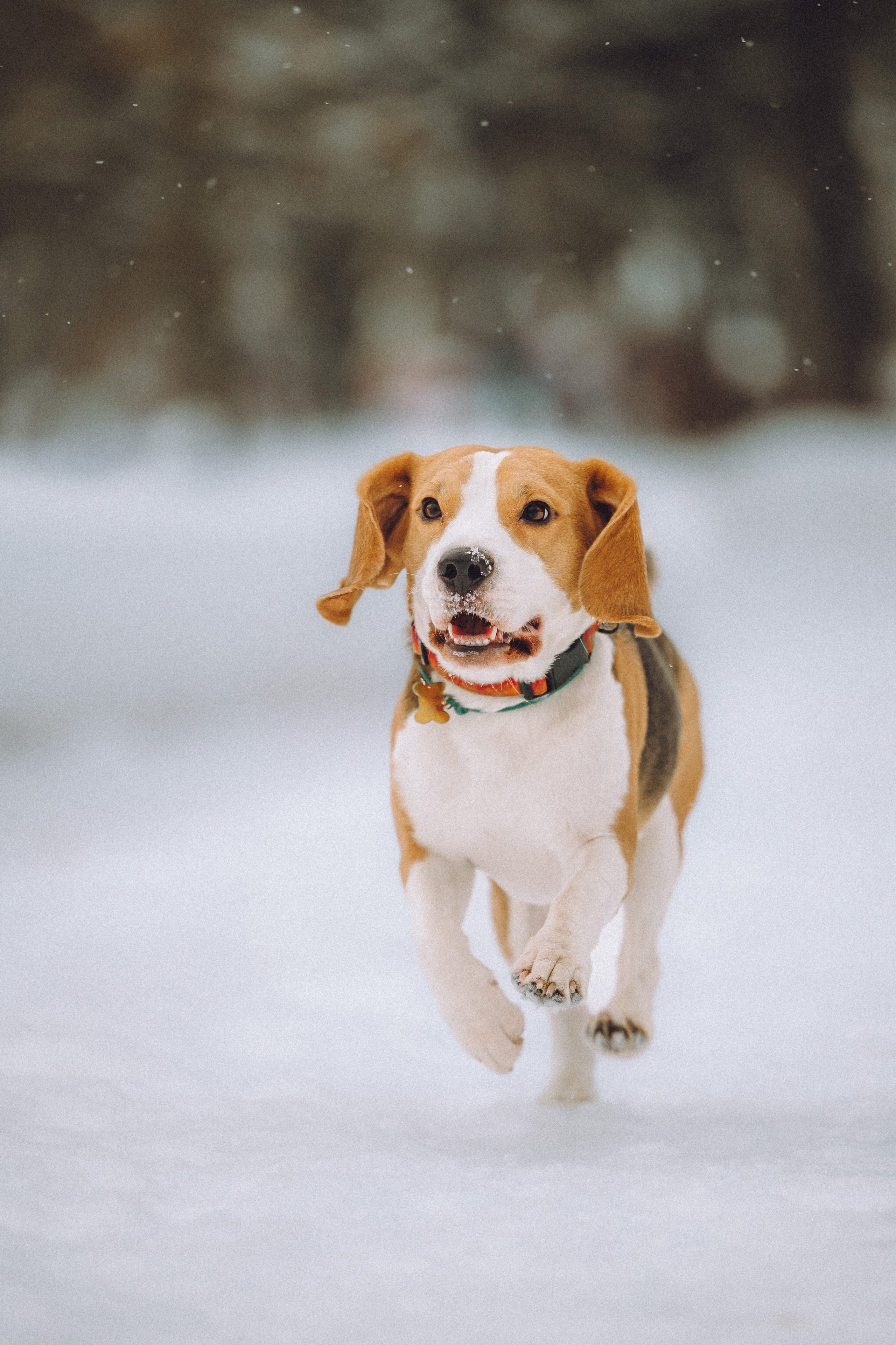 Роман, Портер и Коррес