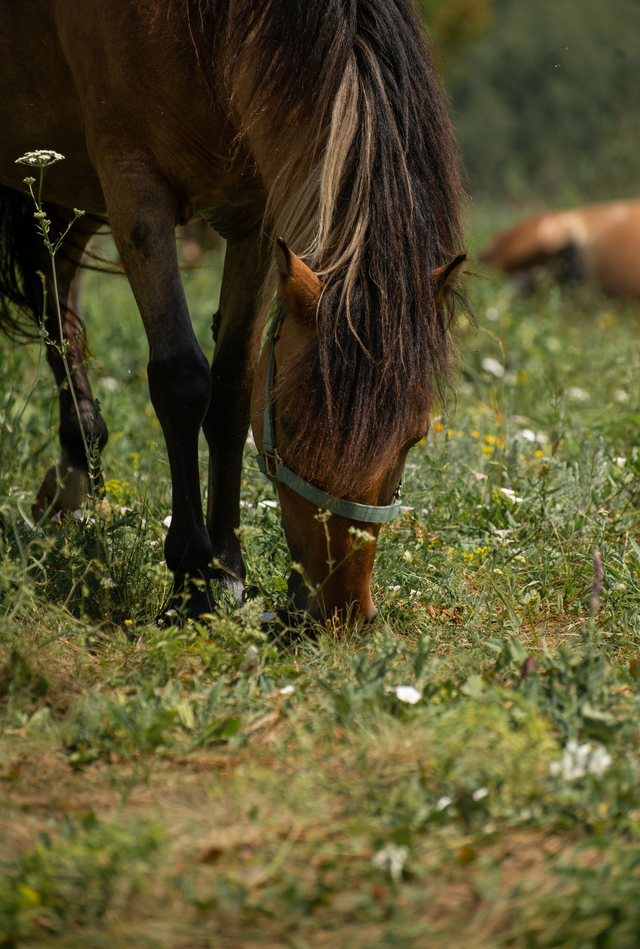 Купала в Родославном. Конный фотограф в Саратове Юлия Иванова