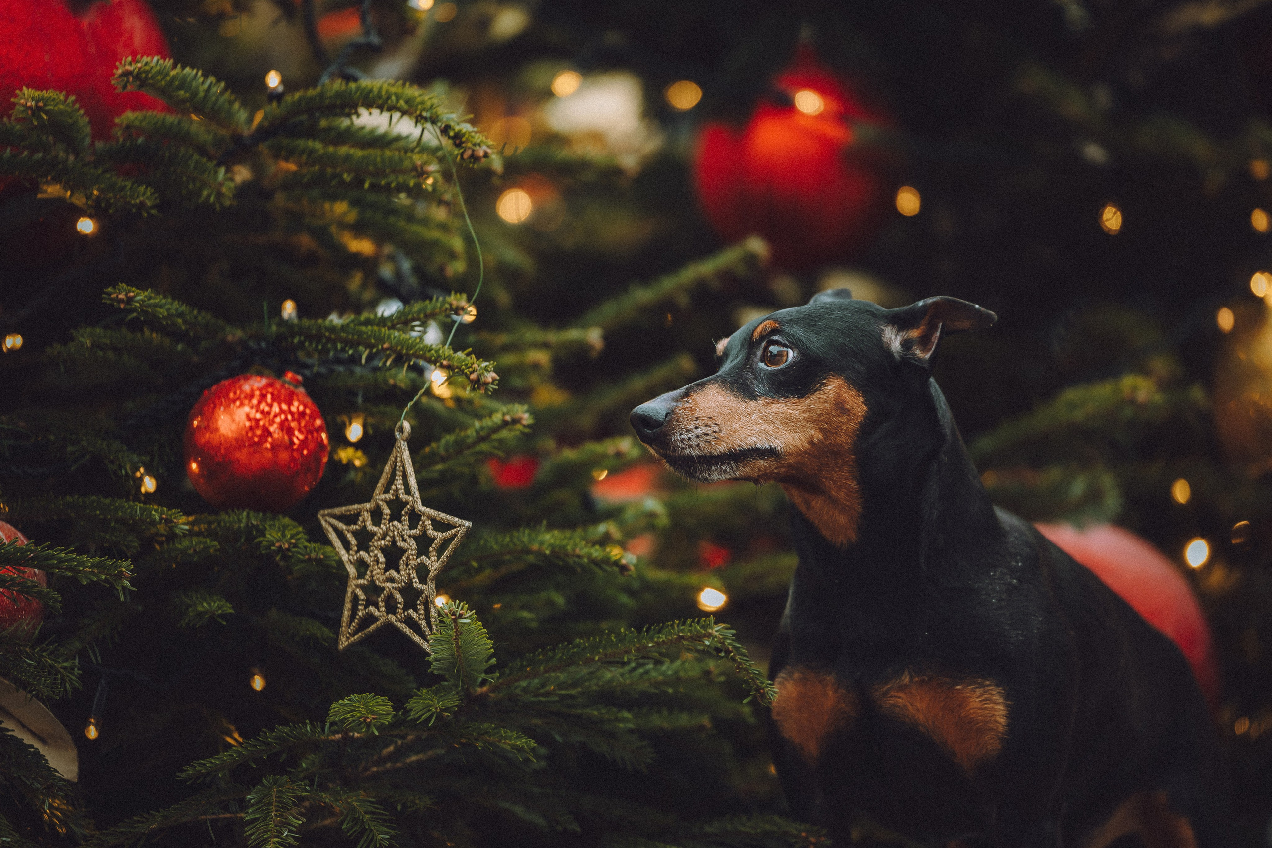 Топик и его семья