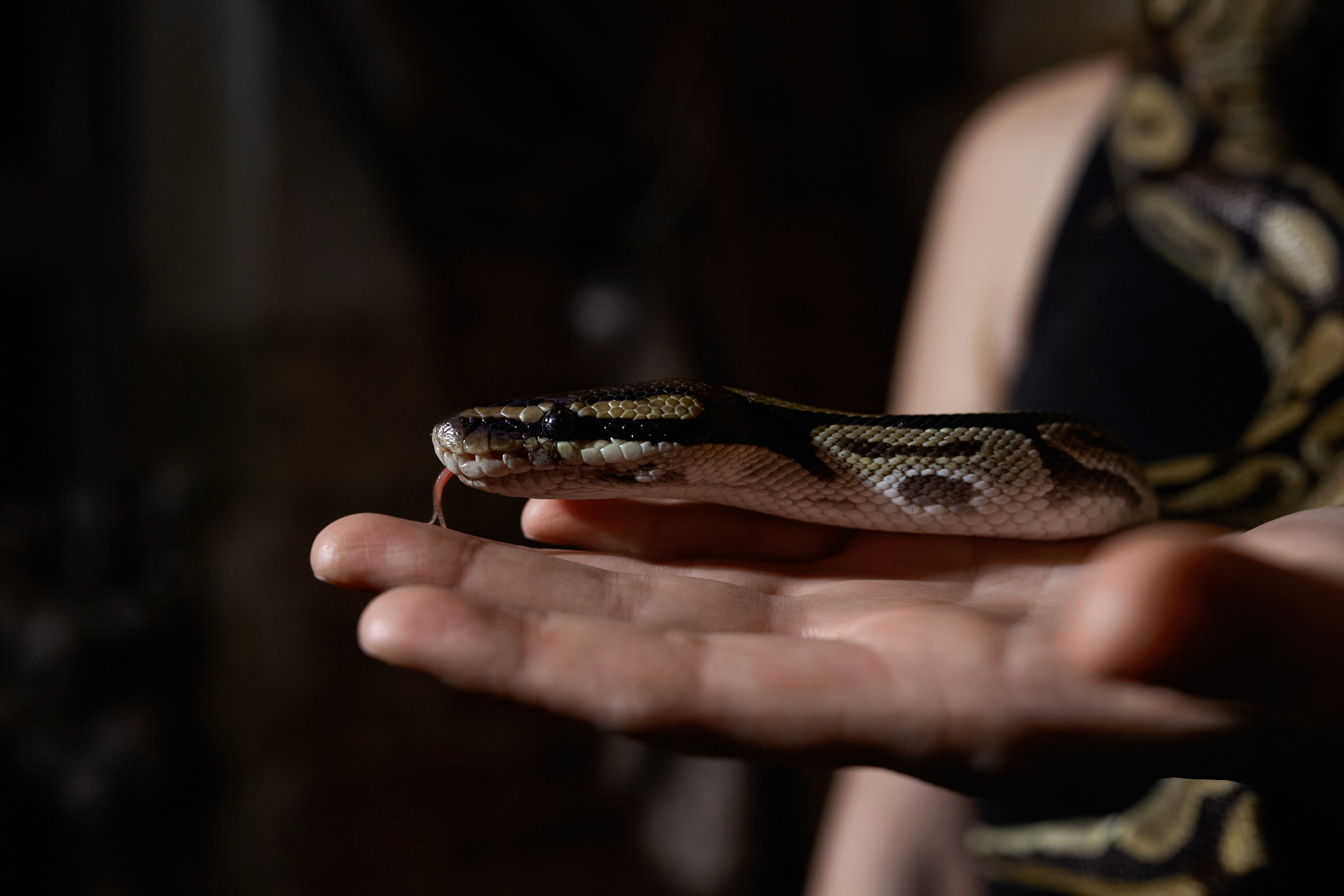 Ivent 2025. Andrey Pospelove. Фотограф в Саратове