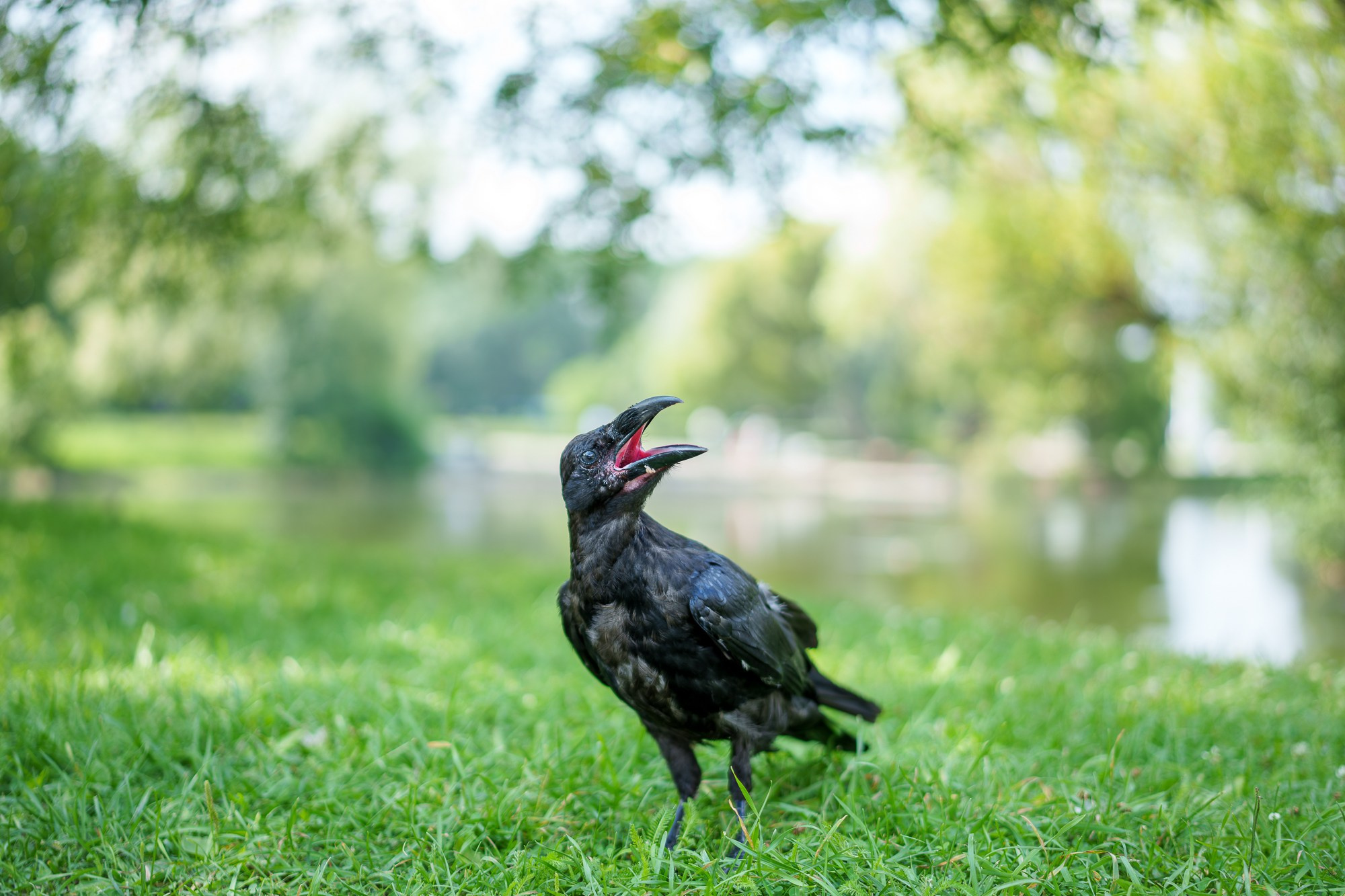 Удивительные мир птиц. Вокруг нас столько прекрасного — присмотритесь!. Ваш личный фотограф Марина Волкова