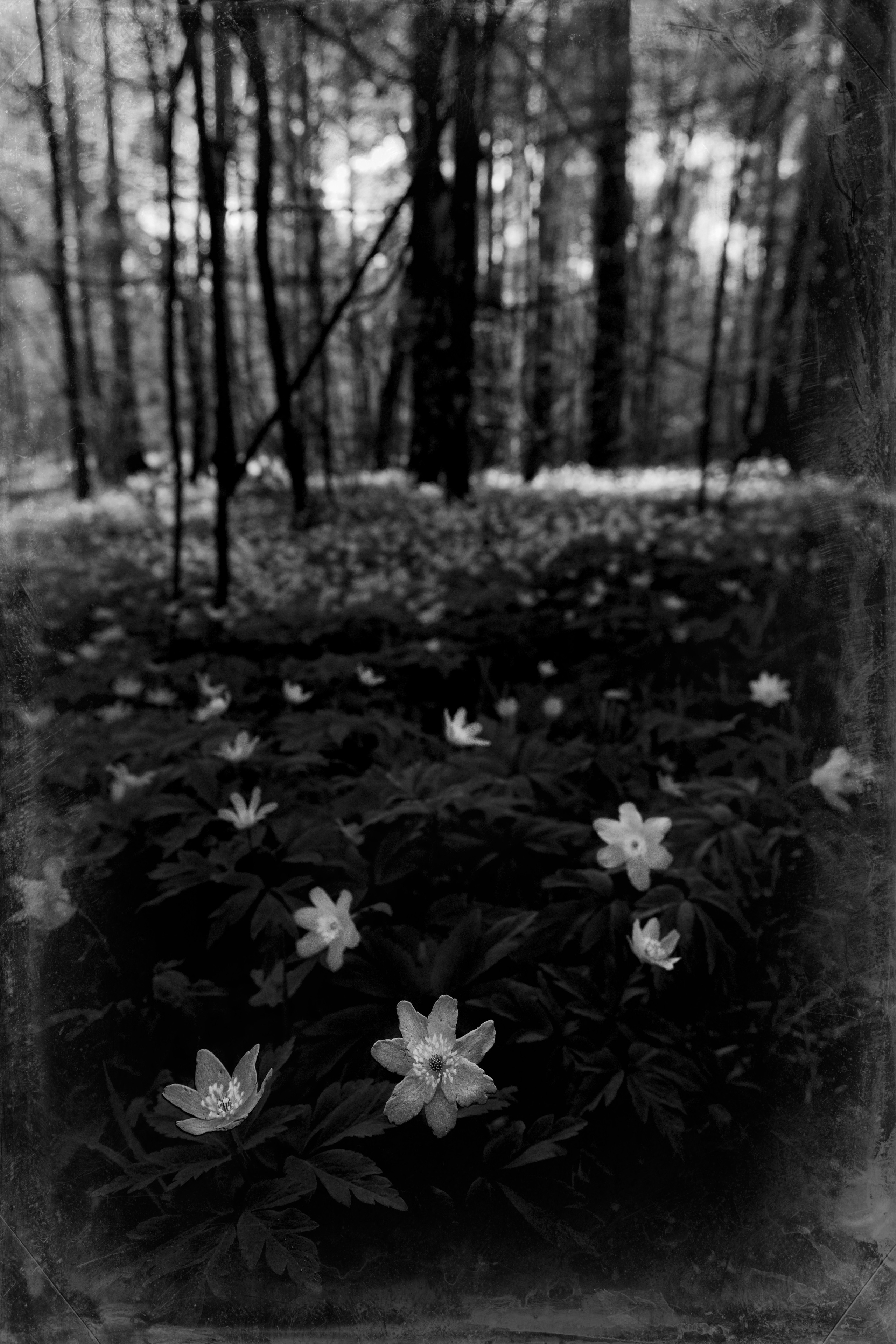 ЧБ  пейзажи (BnW landscape). Фотограф (photographer) Lischinski Vitaliy