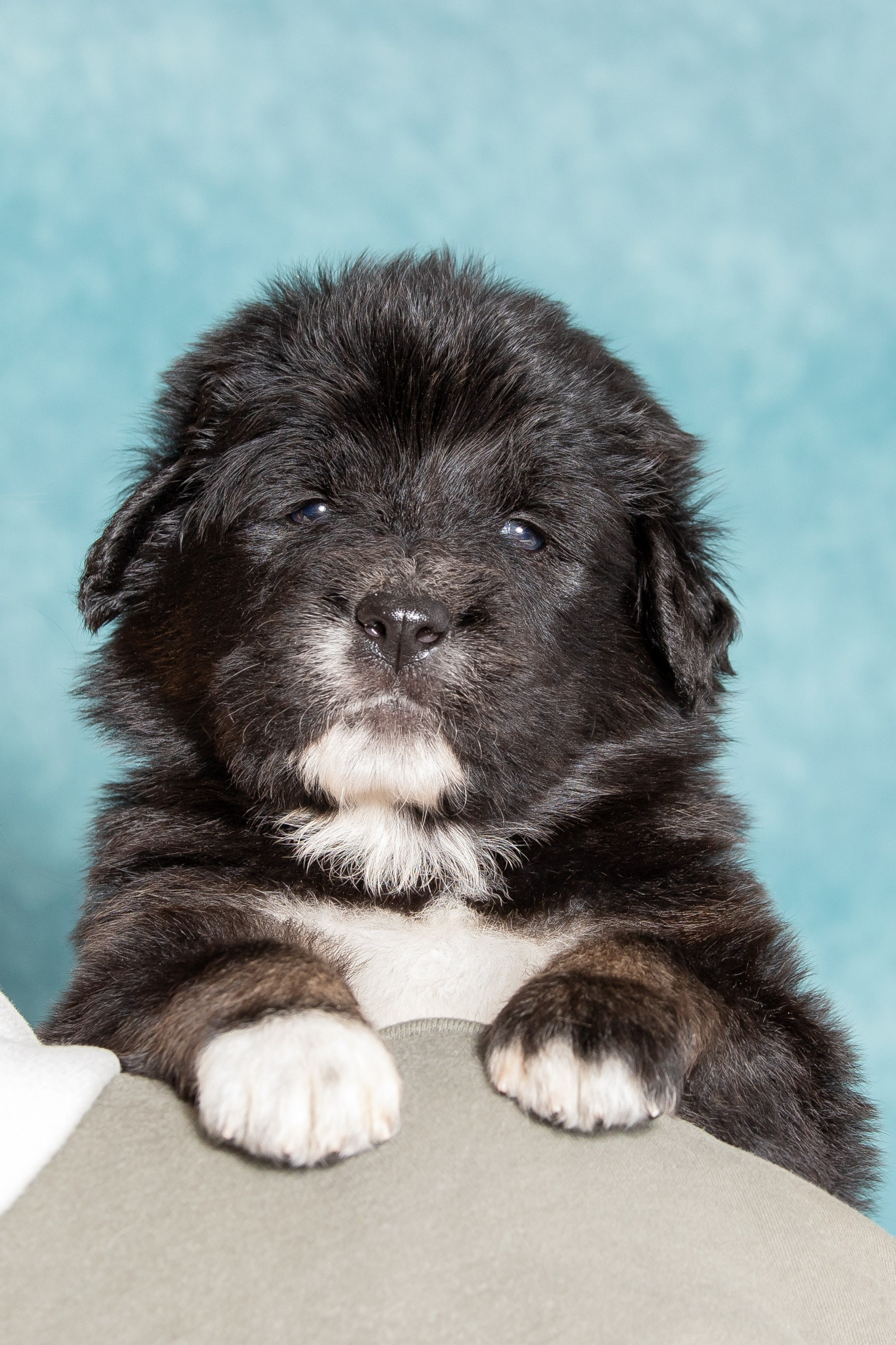 Тибетский мастиф. Юлия Микульская. Рыбинск