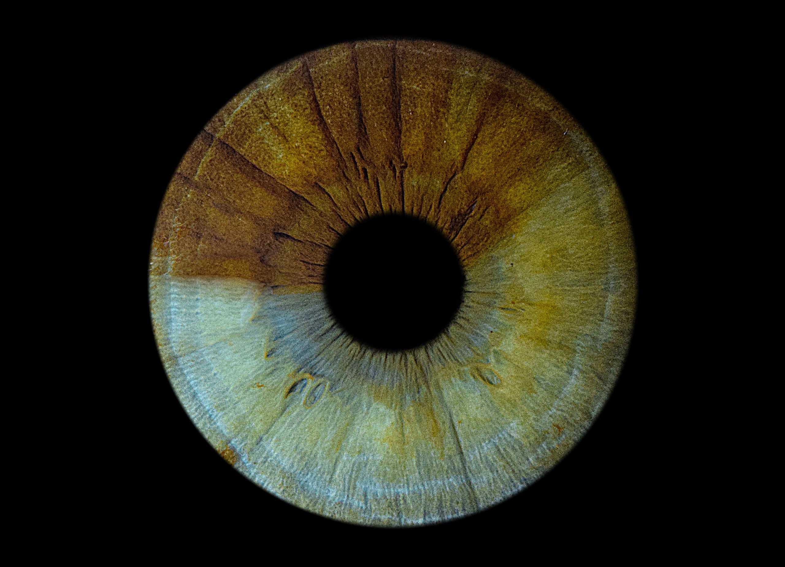 Портфолио. EYEtob | Фотография радужной оболочки | Тобольск