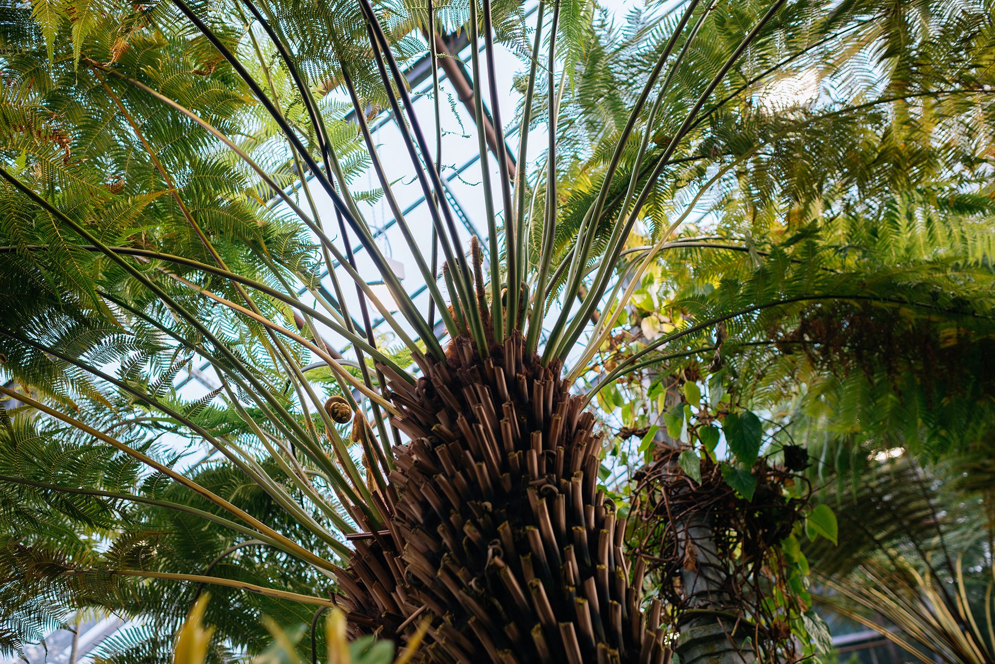 Ботанический сад. Субтропический маршрут. Март 26. Репортажный фотограф в Санкт-Петербурге Анастасия Клёпова