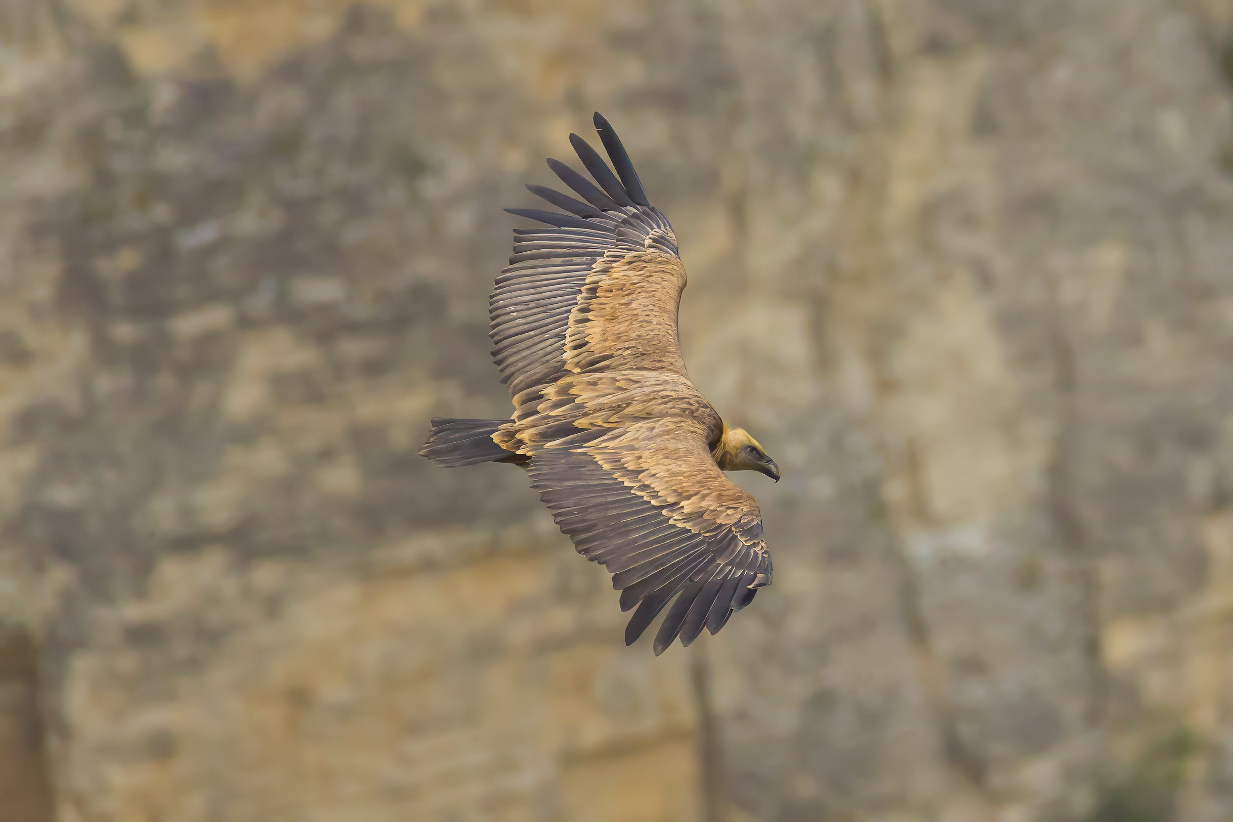 Белоголовый Сип. Красная книга. Photomantis