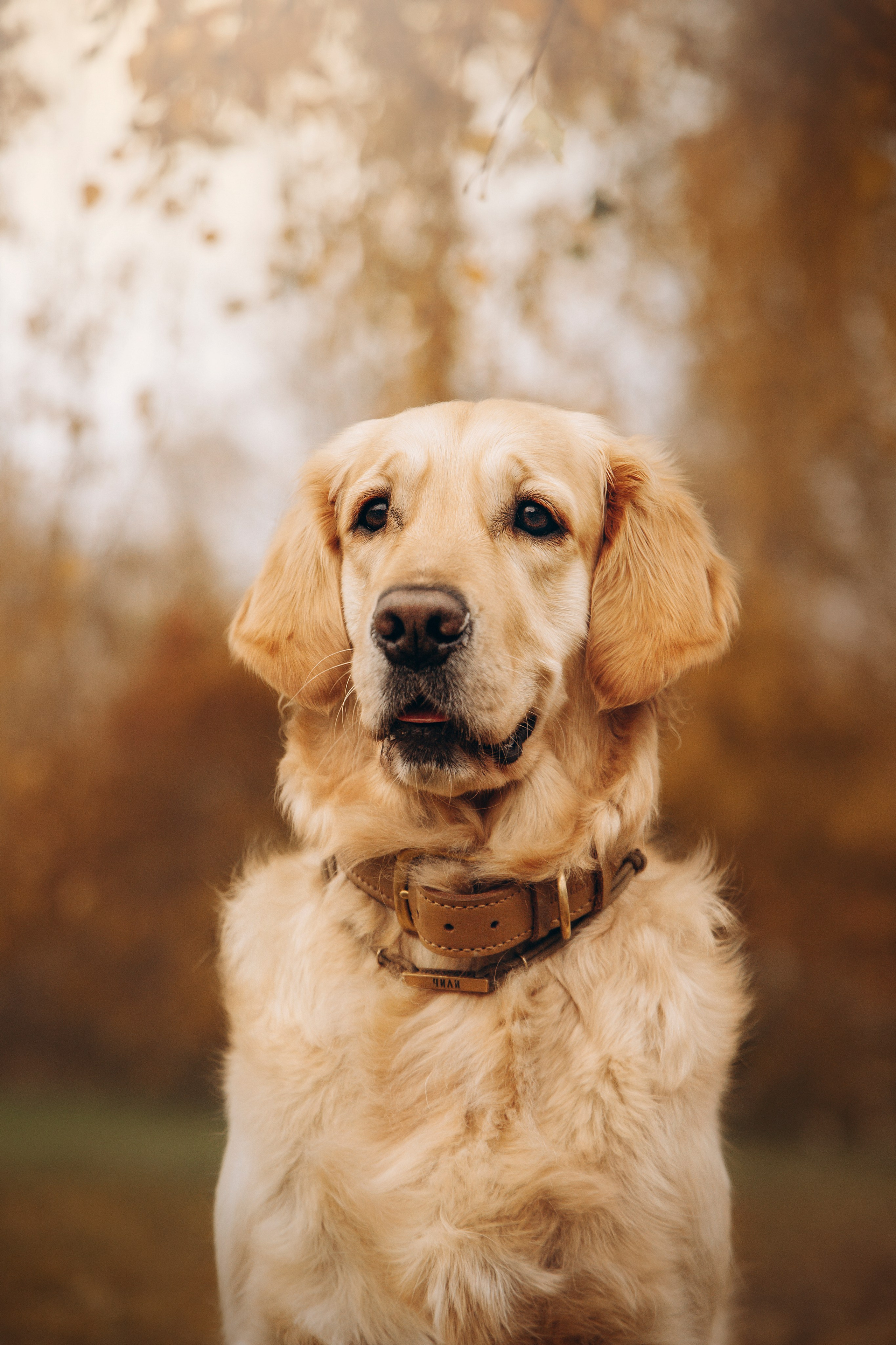 Марина и Чили. Фотограф — Анималист | Санкт-Петербург