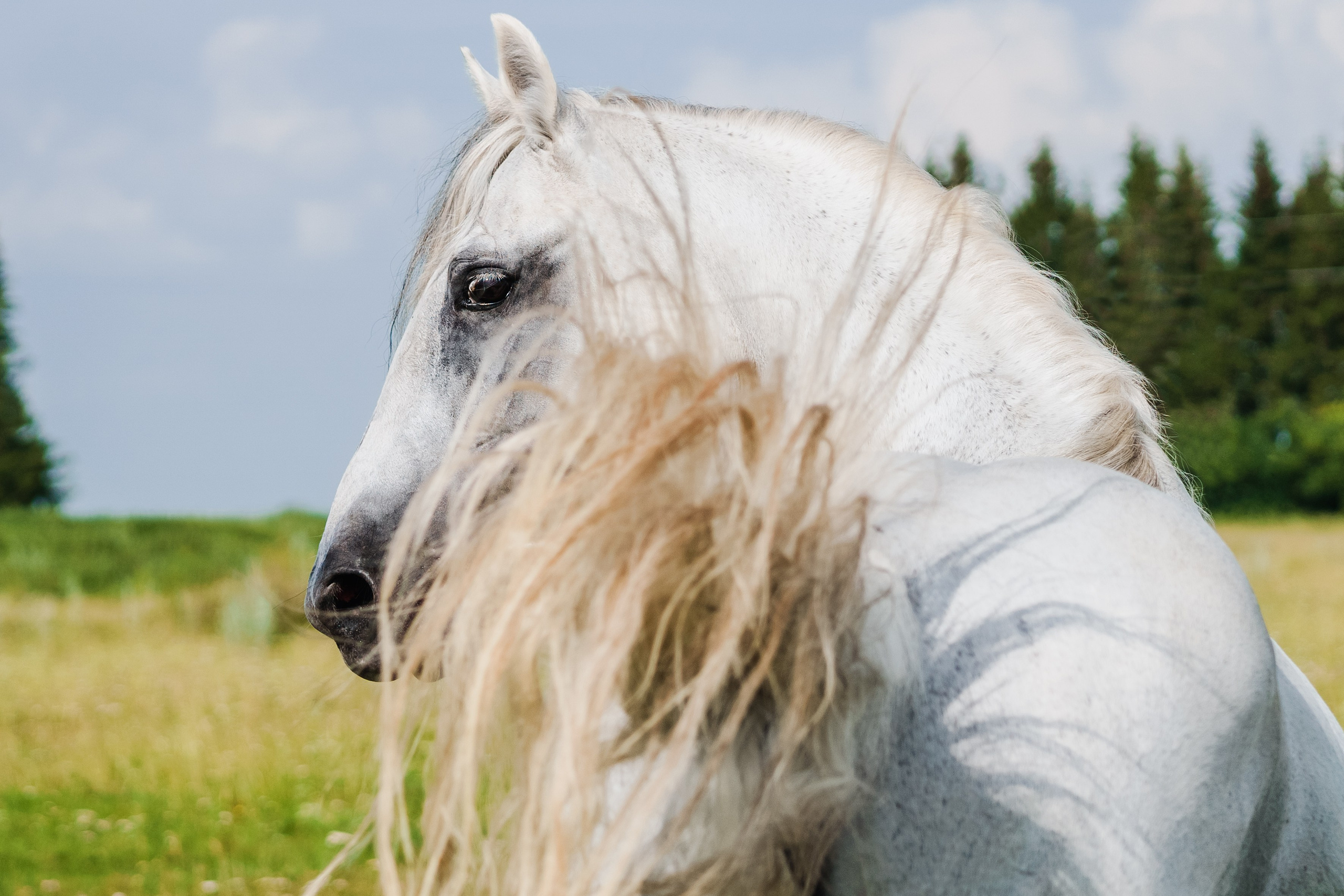 Life with horse. Saamill