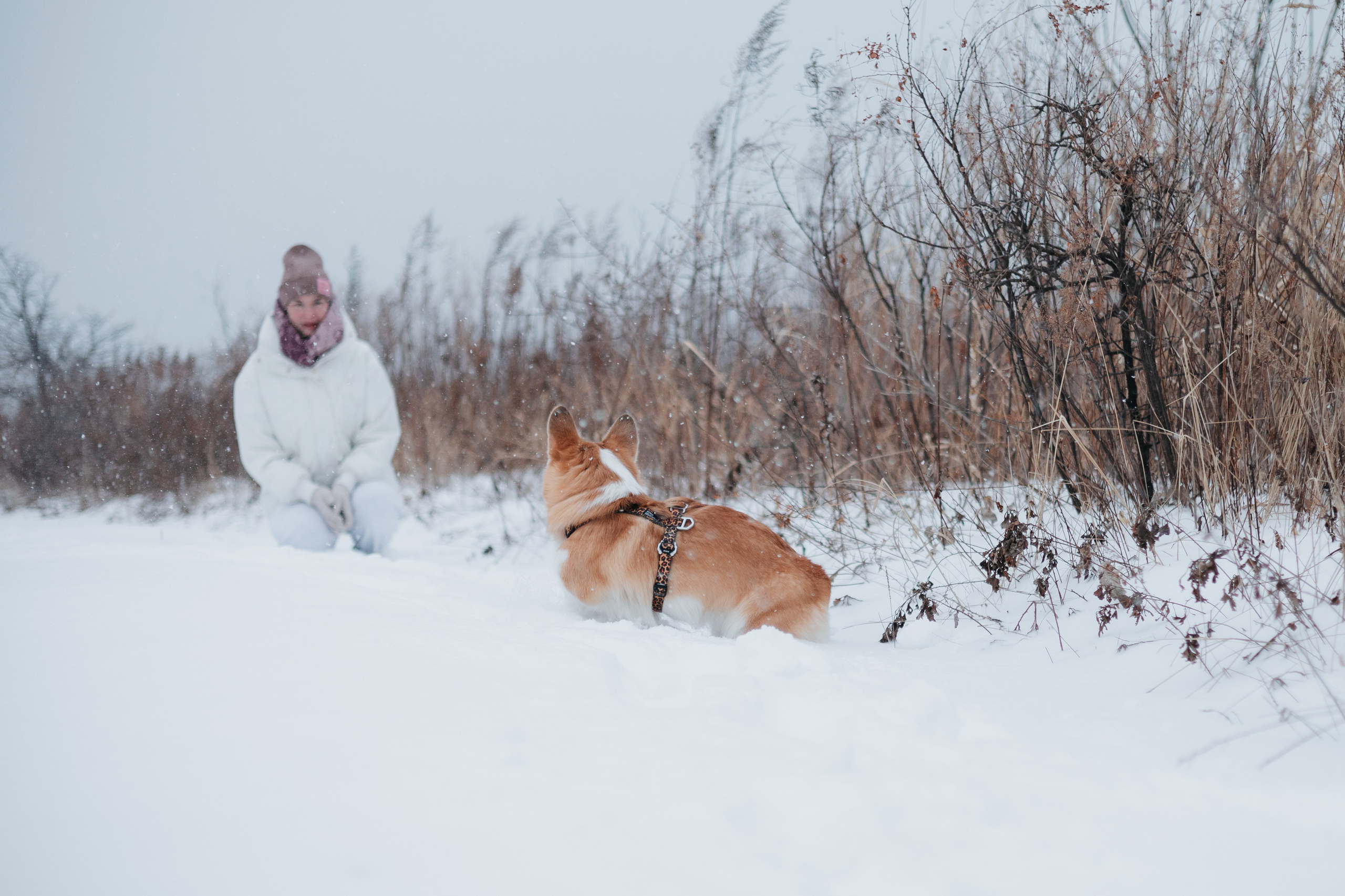 Лена, Лиза и Мия. Фотограф — анималист Владивосток, Алина