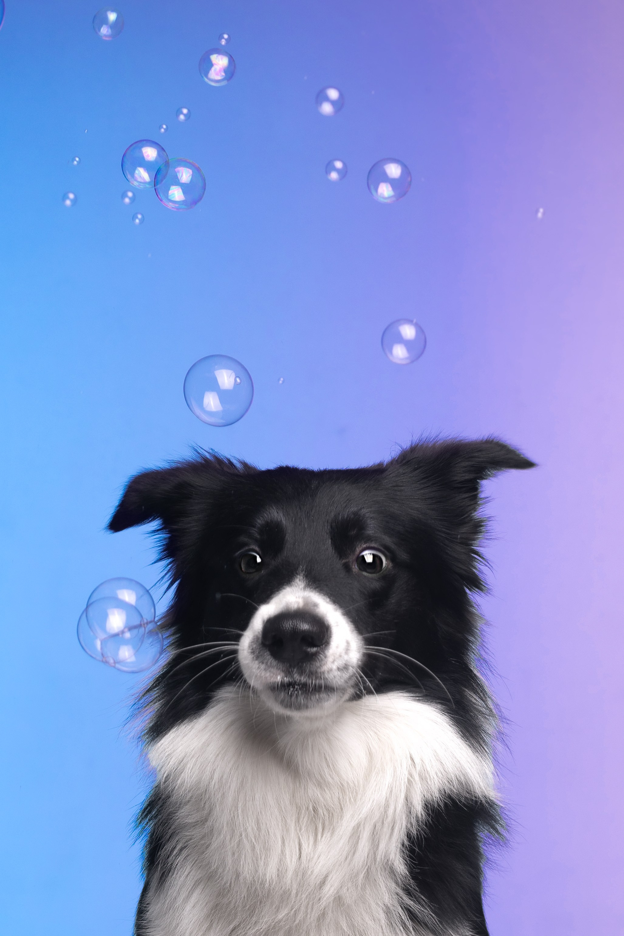 Неон. Фотограф анималист Кристина Карпова, Москва