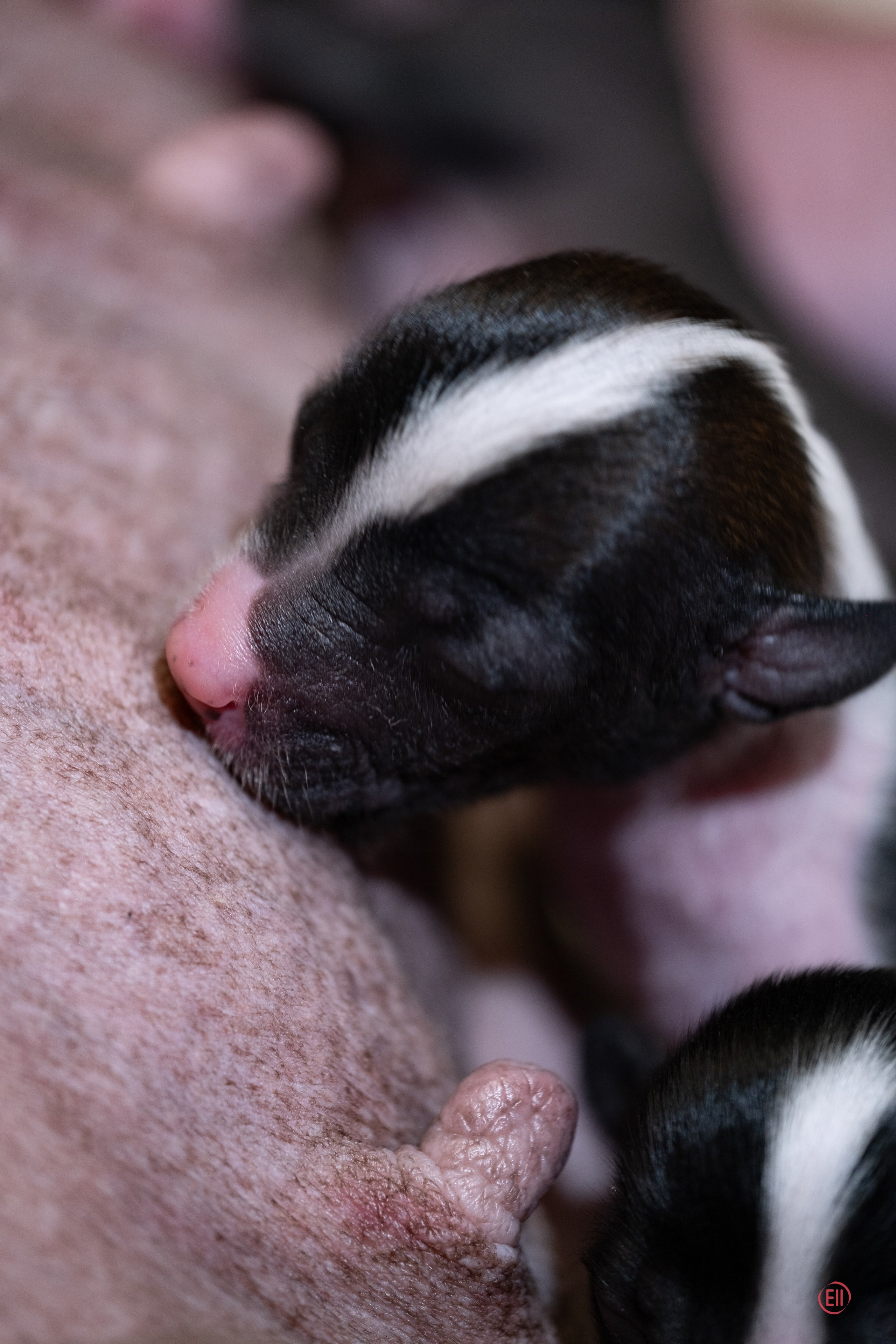 4-й день. Poale Ell Deniz