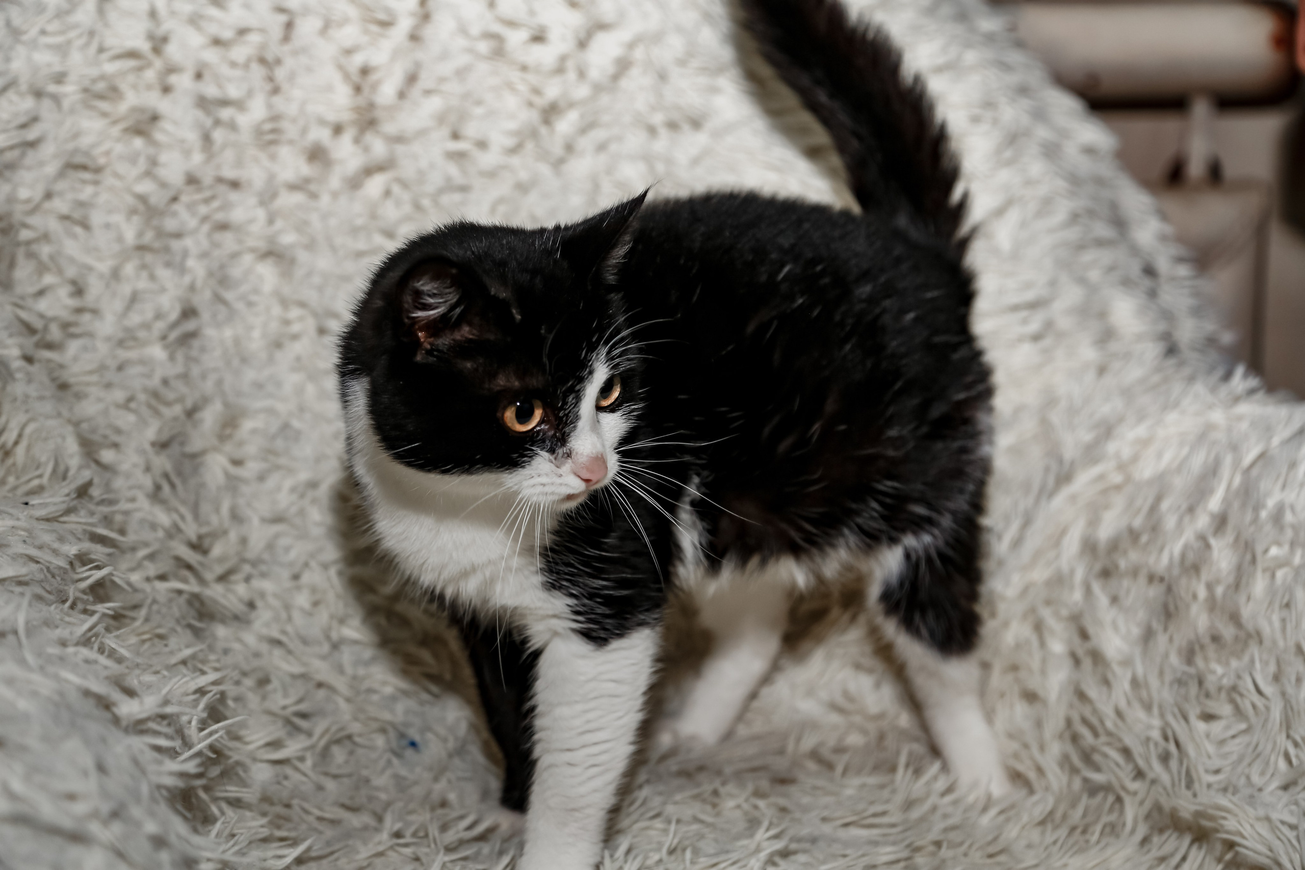 Приют Кошкин Дом Филимоша. Ваш фотограф в Оренбурге Рощупкина Екатерина