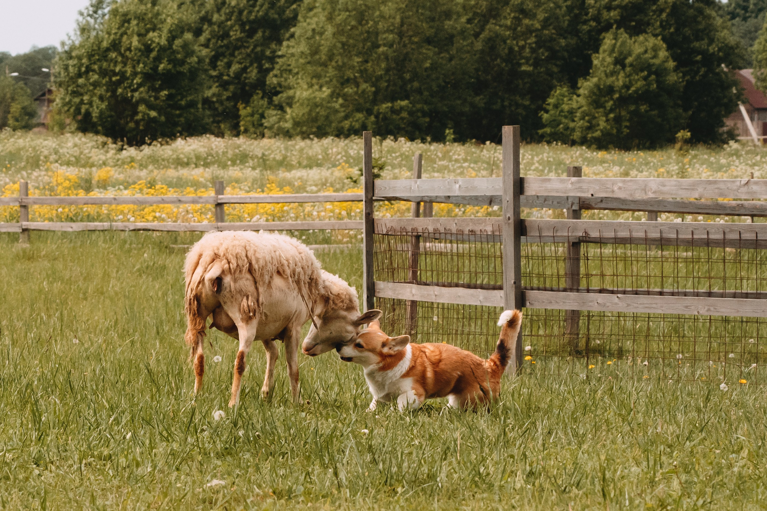 Состязания по пастушьей службе 1-2.06.24, Заостровье. Фотограф-анималист Анастасия Большакова