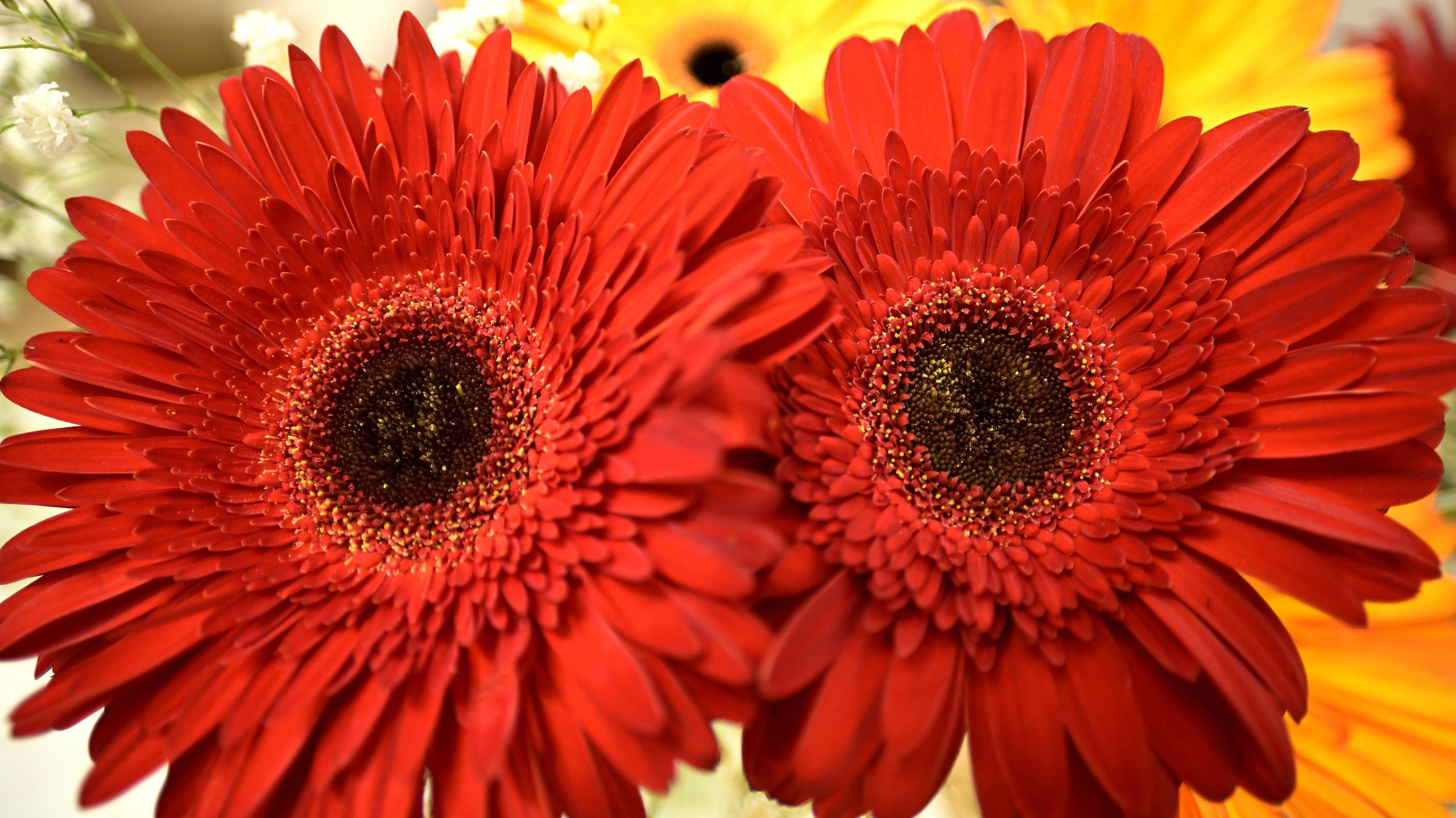 Цветы. Сергей Люльченко фотоальбом