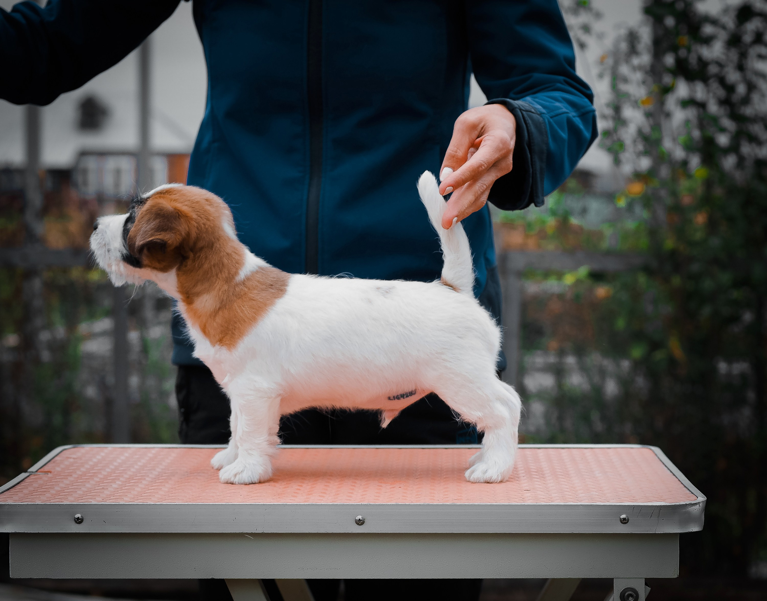 X_MAL_3_БРЫЖ. CANE MAESTRO — kennel Jack Russell Terrier