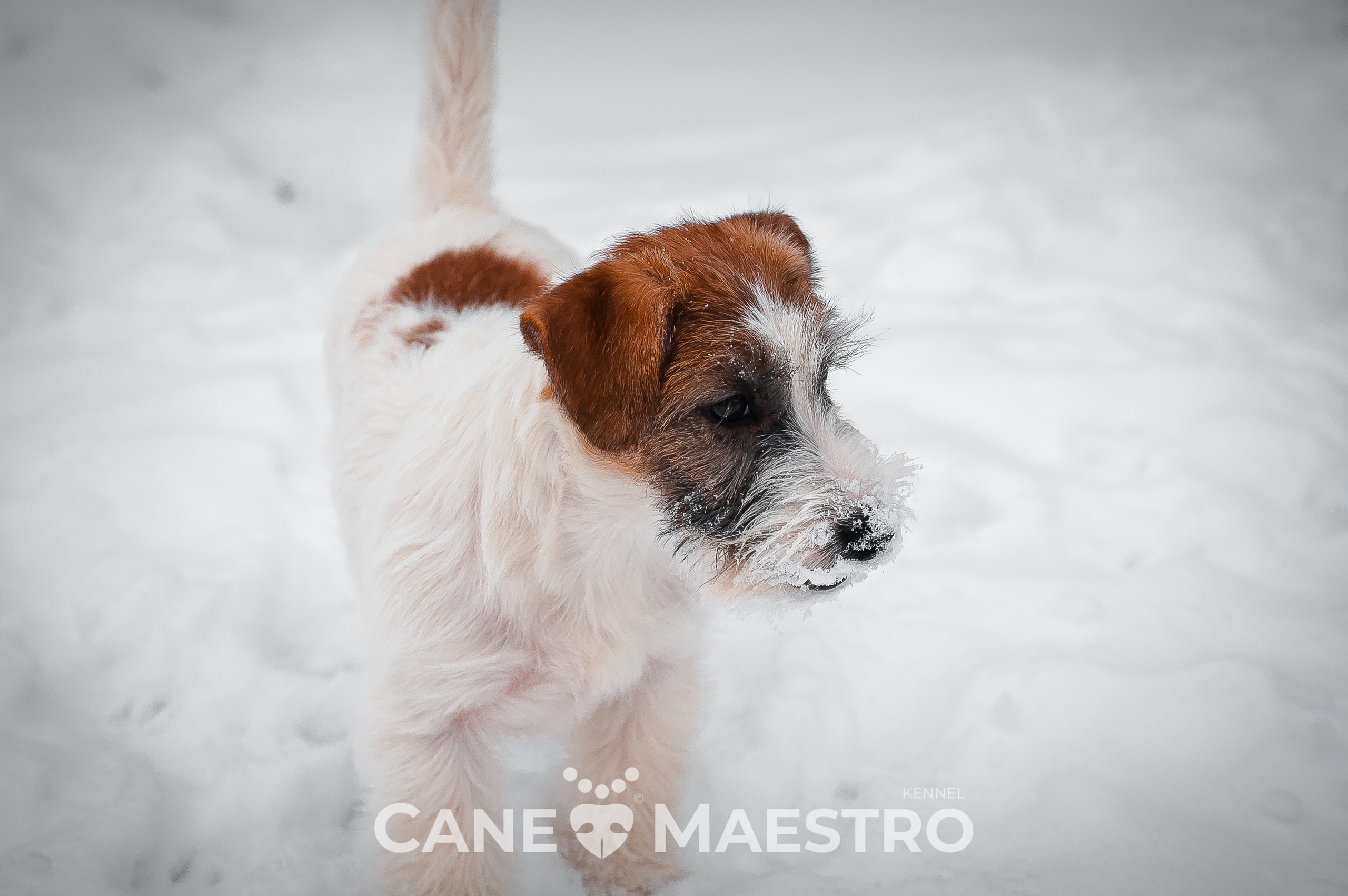 Щенок кобель ДРТ. КАНЕ МАЭСТРО — питомник Джек рассел терьеров