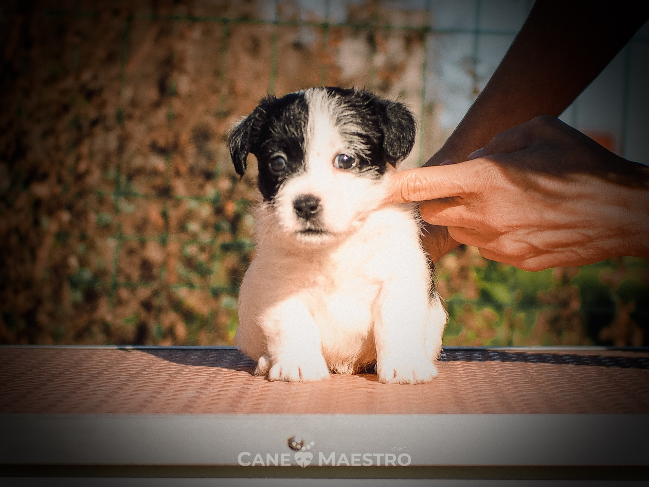 КОБ_Z_2_BLACK_27_08_2025. CANE MAESTRO — kennel Jack Russell Terrier