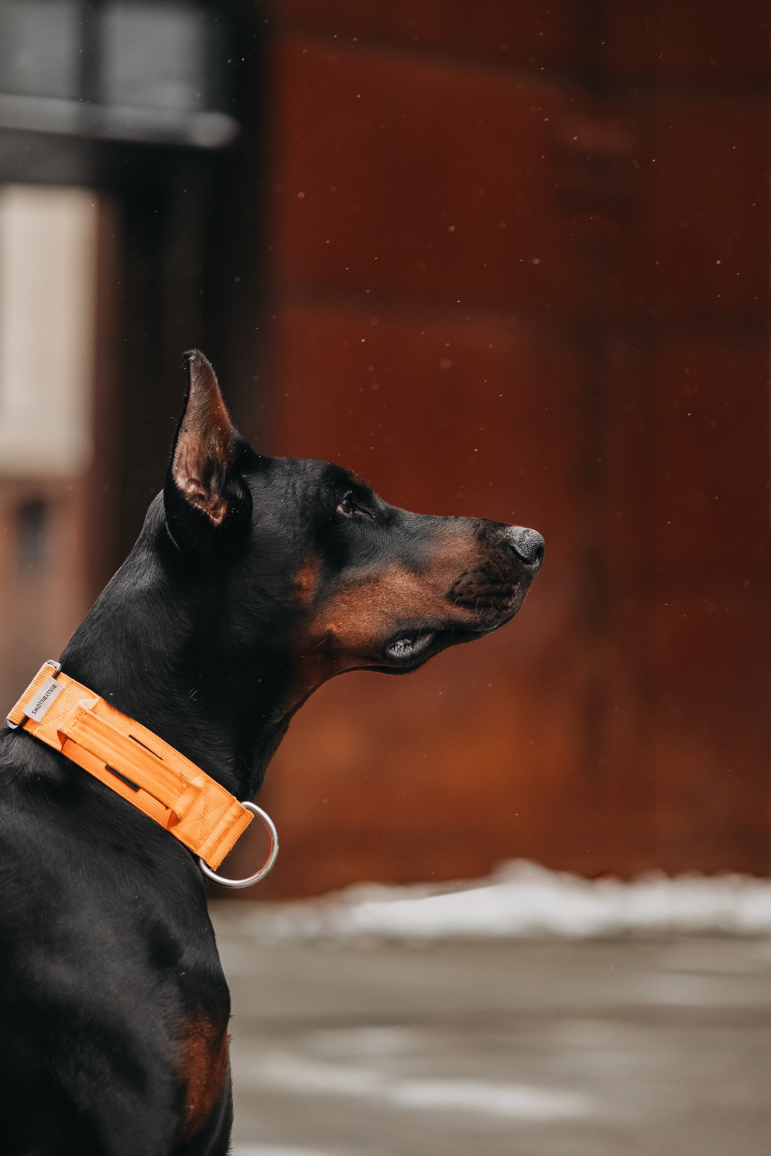 Дари и Гранд. Фотограф-анималист в Санкт-Петербурге Алина Яхонт