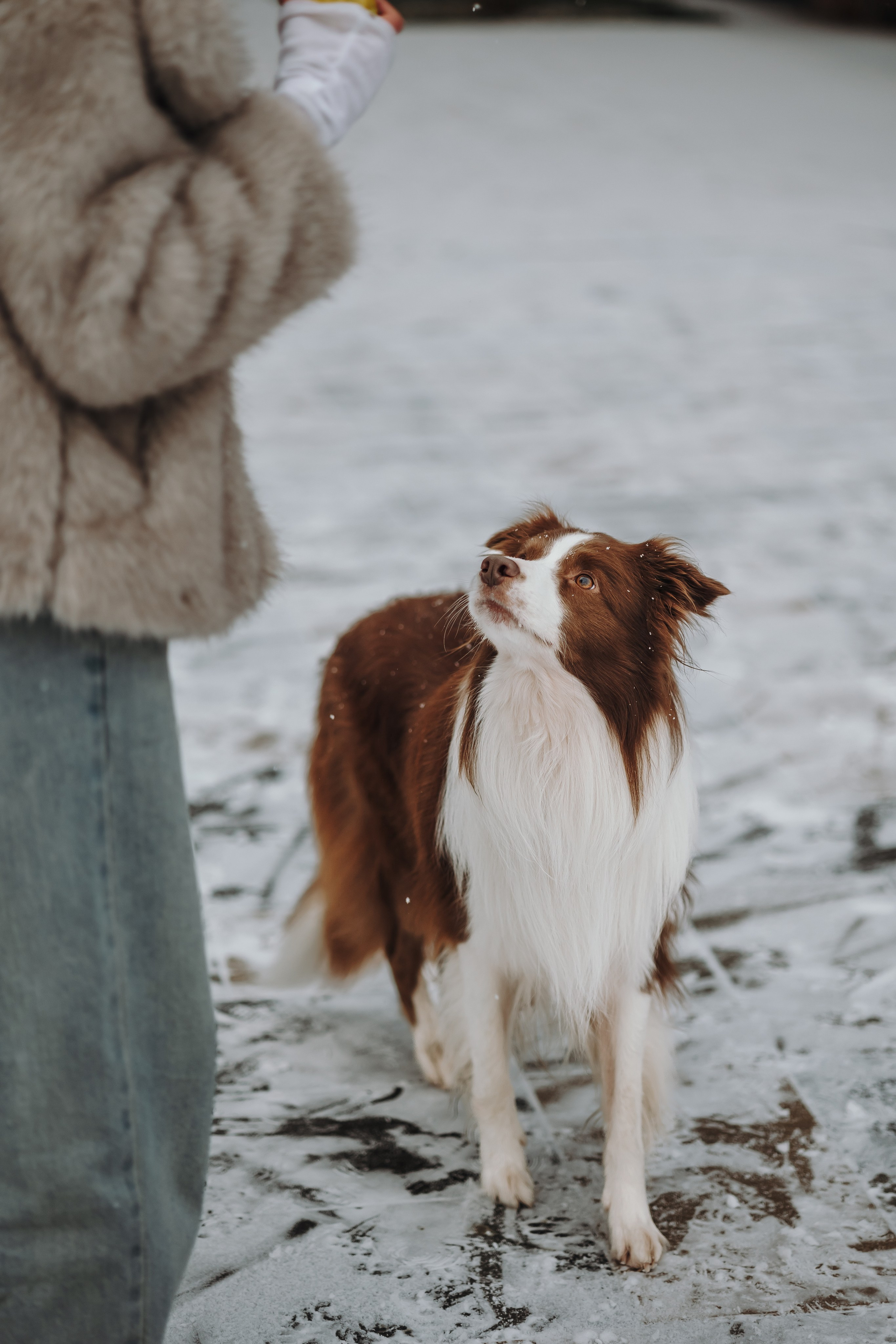 Маша и Брауни. Фотограф-анималист в Санкт-Петербурге Алина Яхонт